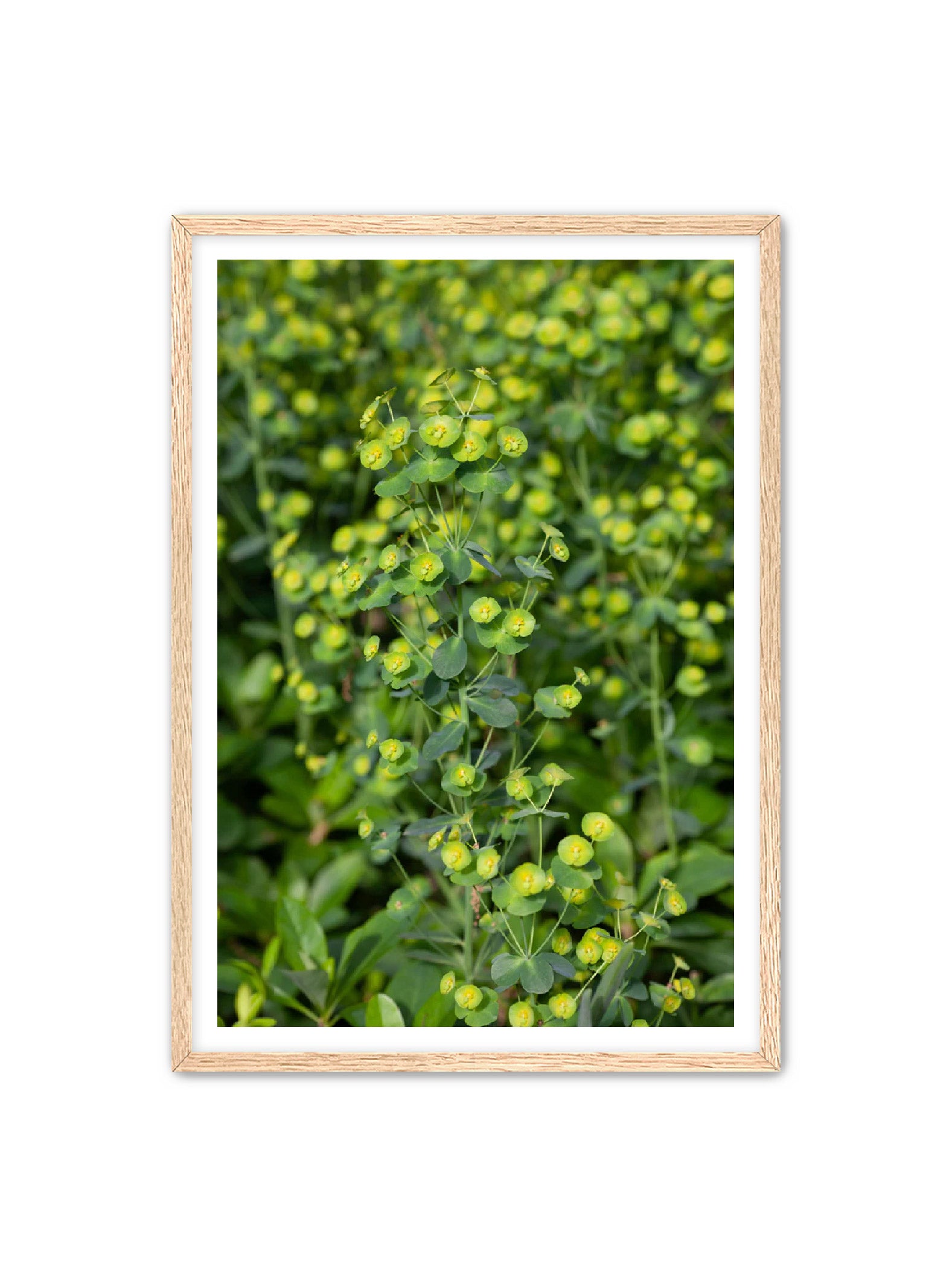 PhotoArt Prints 'GREENERY' Danielle Neumann Kelly