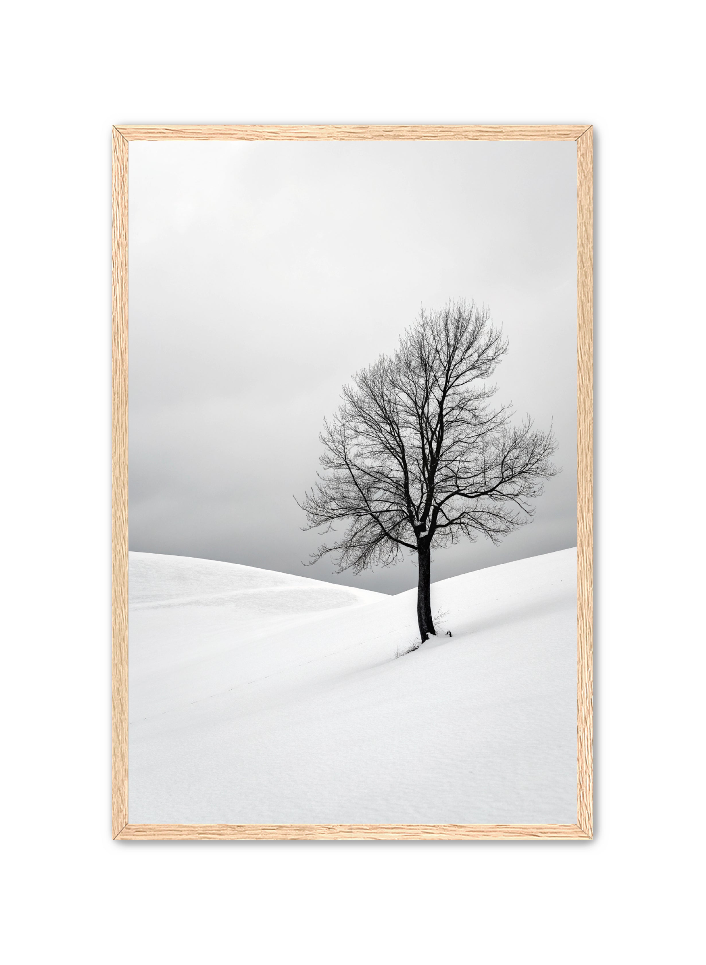 Apricus Prints 'Winter Whisper' Apricus Art Collection