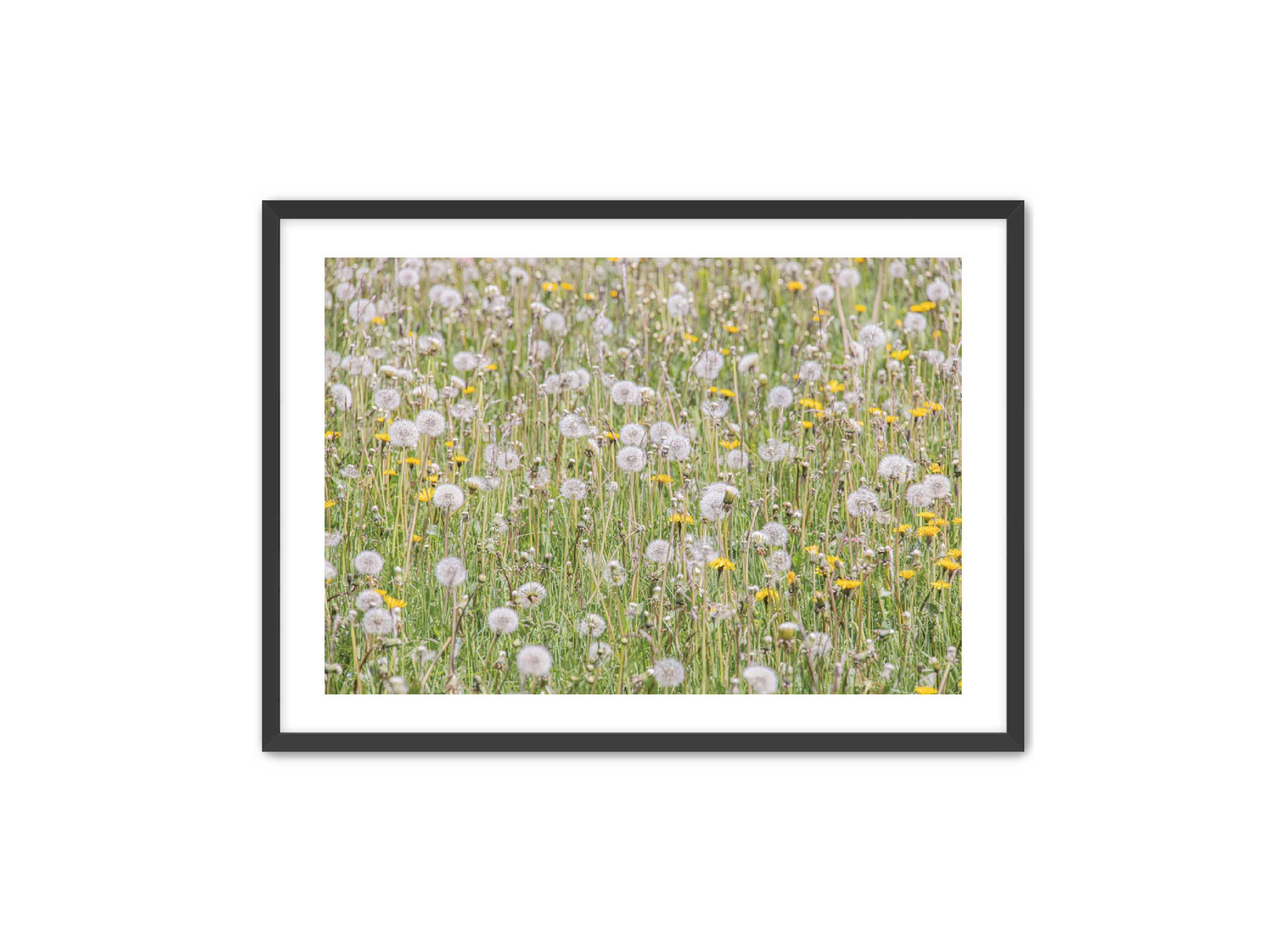 photography Prints 'FIELD OF FLOWERS' Erin Rudzinski