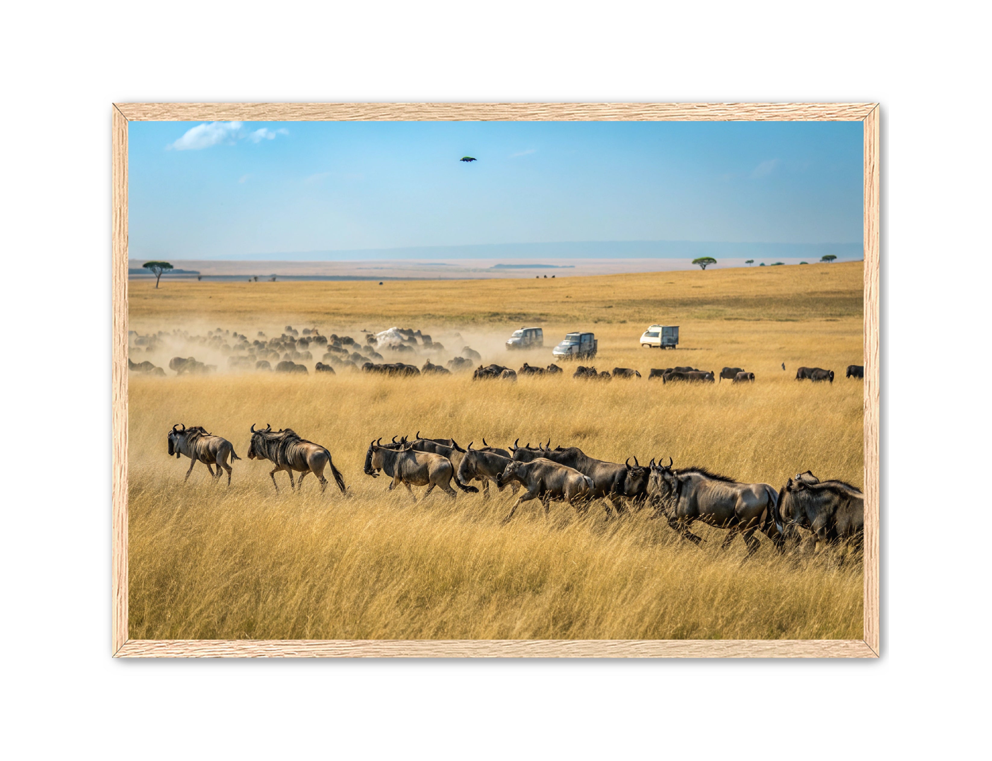 Apricus Prints 'Serengeti Stampede' Apricus Art Collection