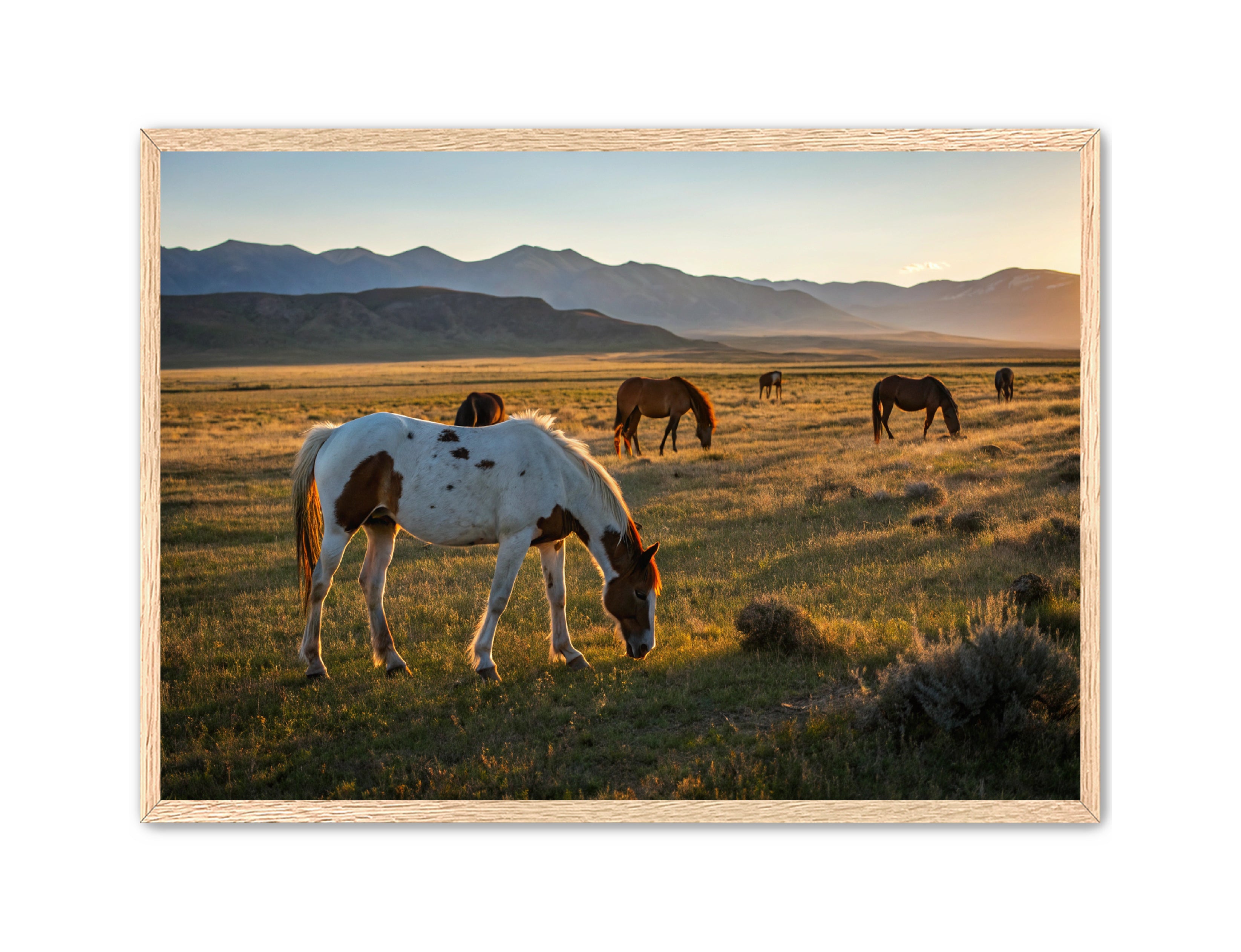 Apricus Prints Vaquero 'Evening Grazing' Apricus Art Collection