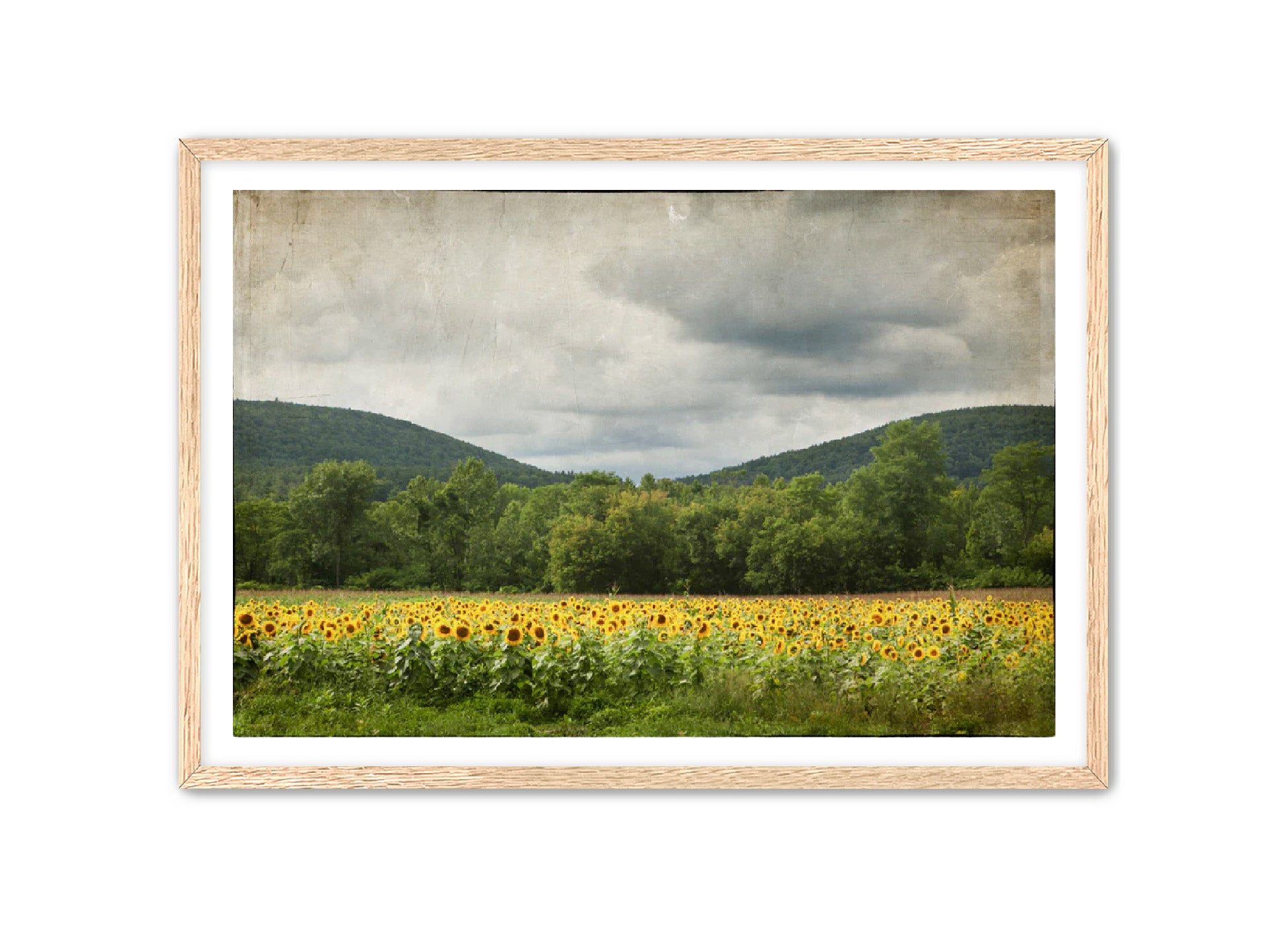 PhotoArt Prints 'SUNFLOWERS' Danielle Neumann Kelly