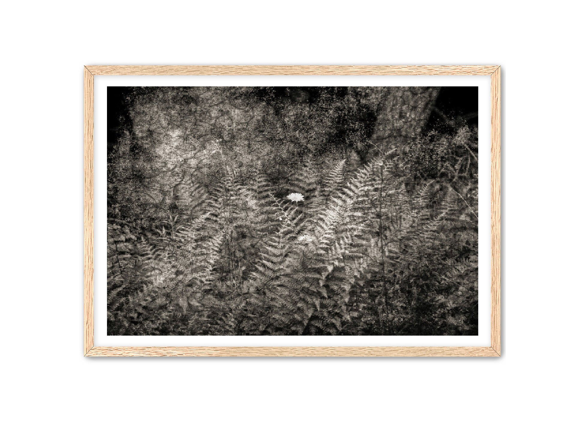 PhotoArt Prints 'FERNS' Danielle Neumann Kelly