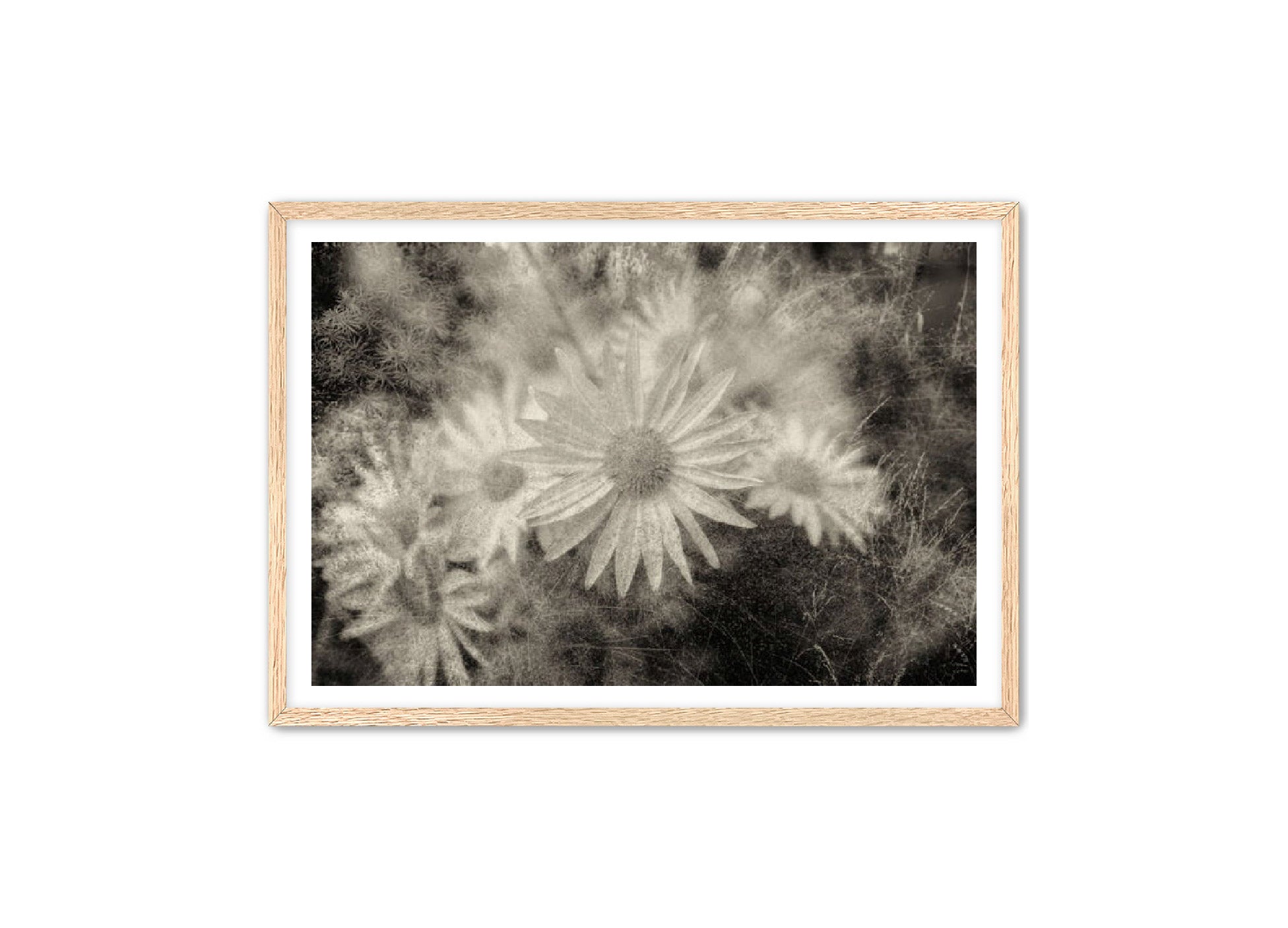 PhotoArt Prints 'DAISYS' Danielle Neumann Kelly