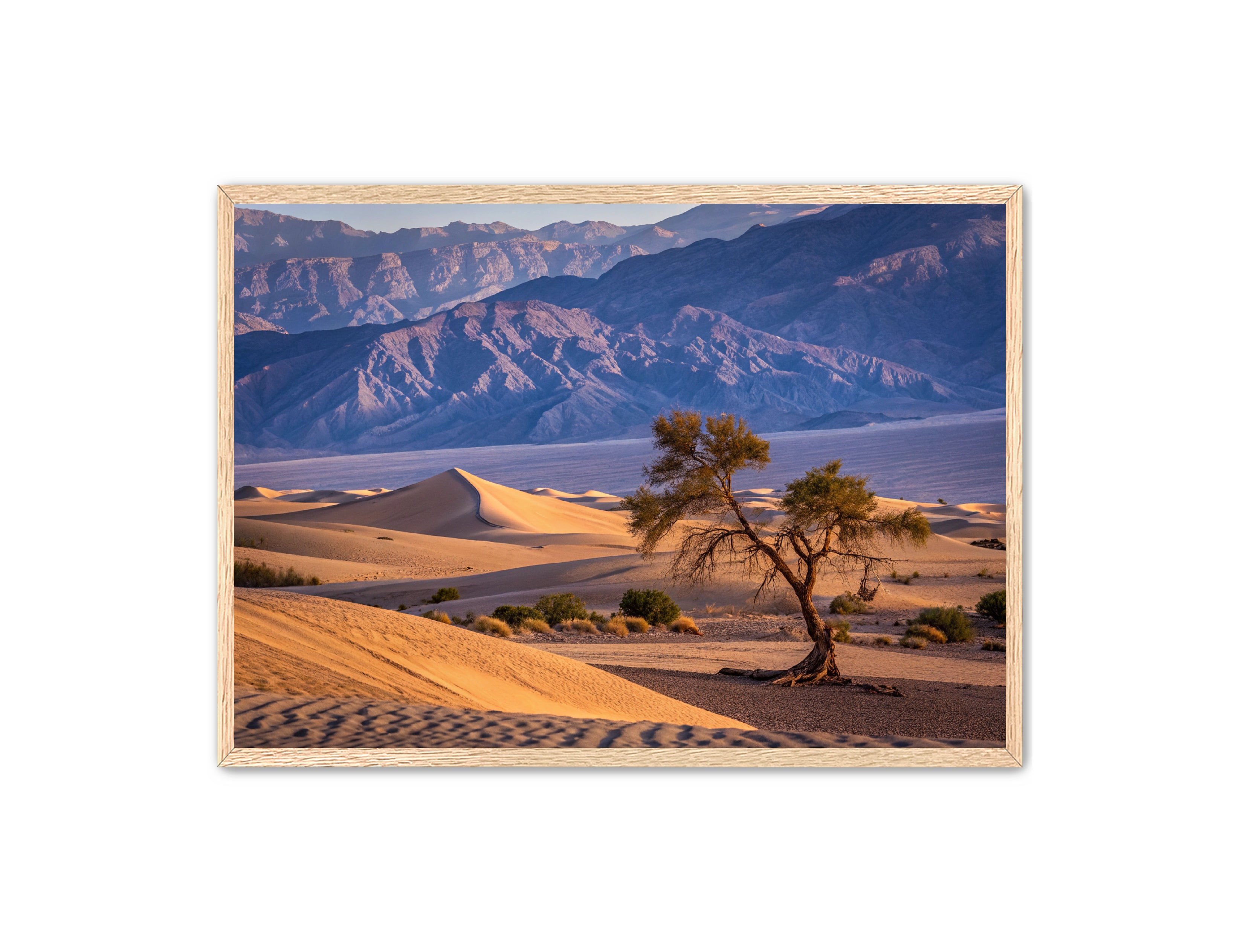 Apricus Prints 'Alone in the Desert' Apricus Art Collection