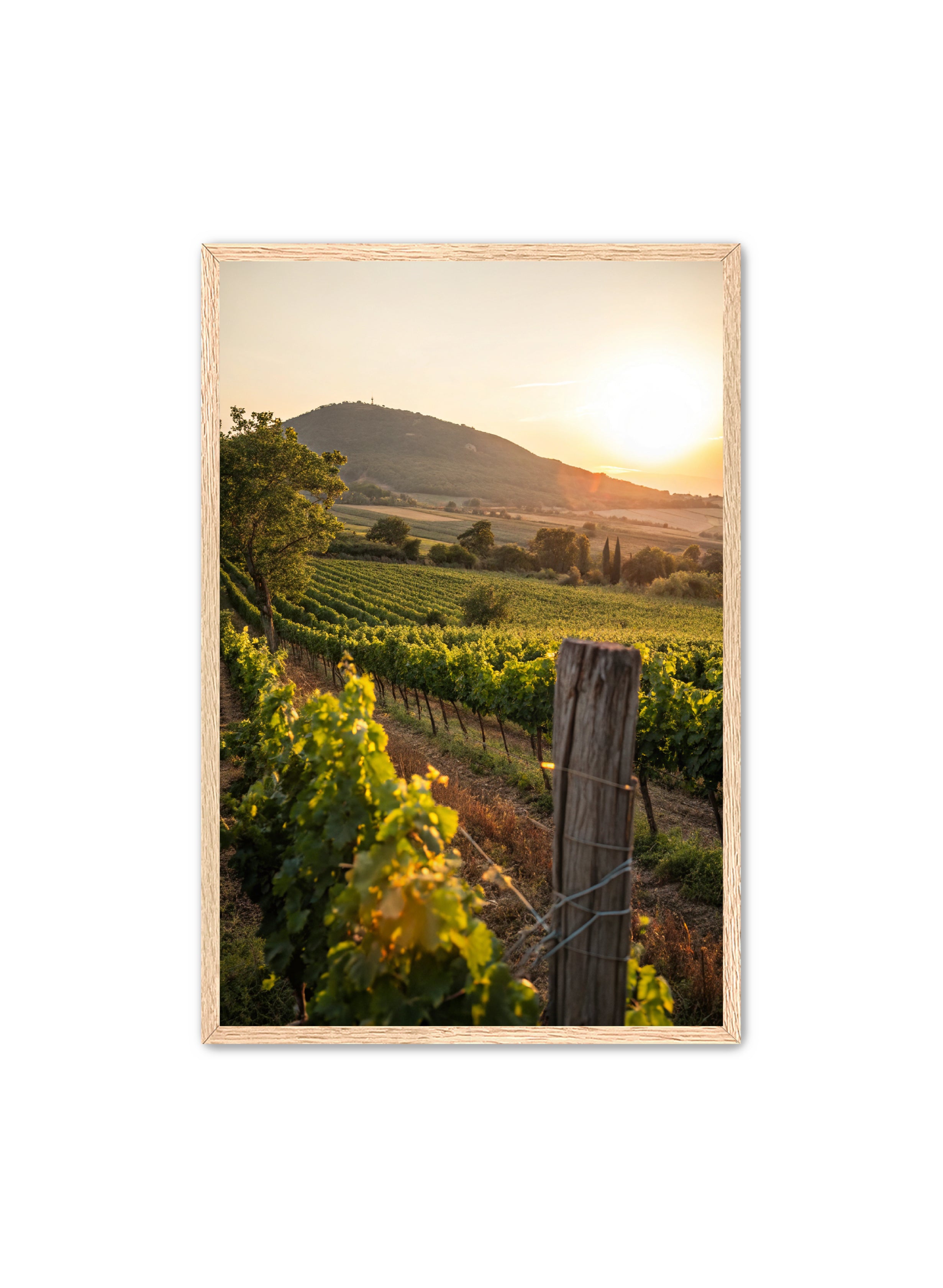 Apricus Prints 'Vines on the Vineyard' Apricus Art Collection