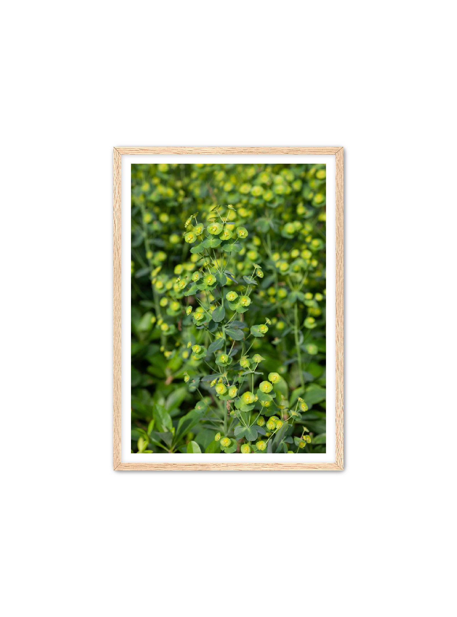 PhotoArt Prints 'GREENERY' Danielle Neumann Kelly