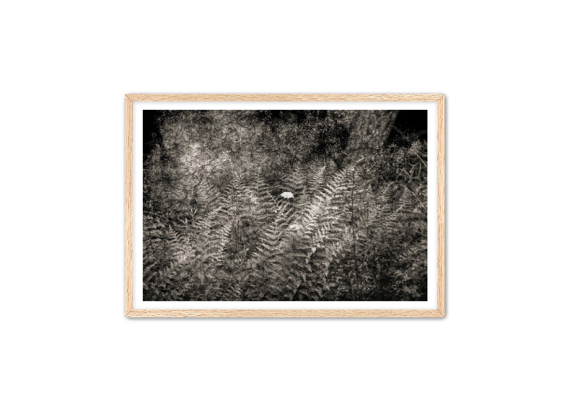 PhotoArt Prints 'FERNS' Danielle Neumann Kelly