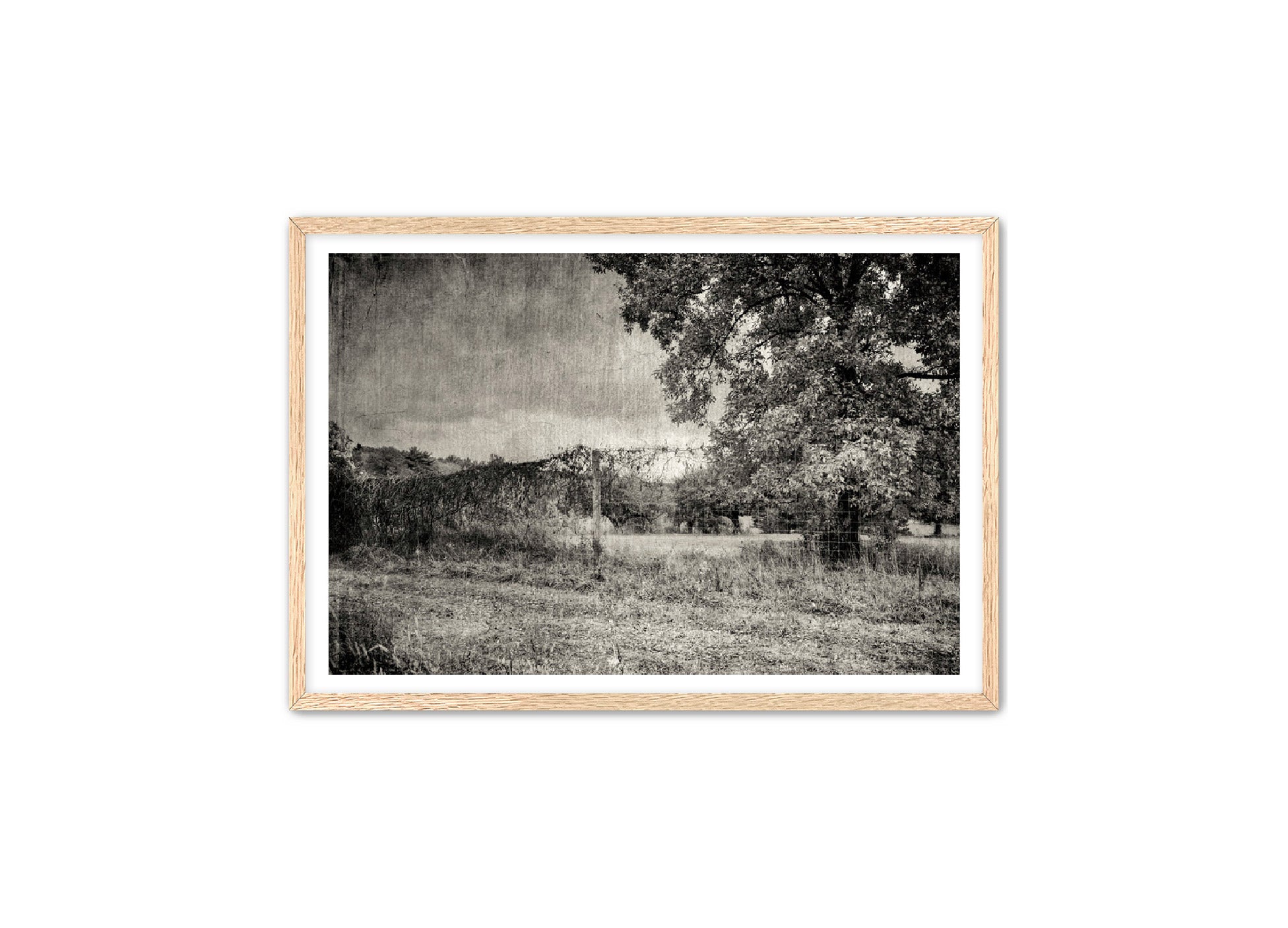 PhotoArt Prints 'ORCHARD B/W' Danielle Neumann Kelly