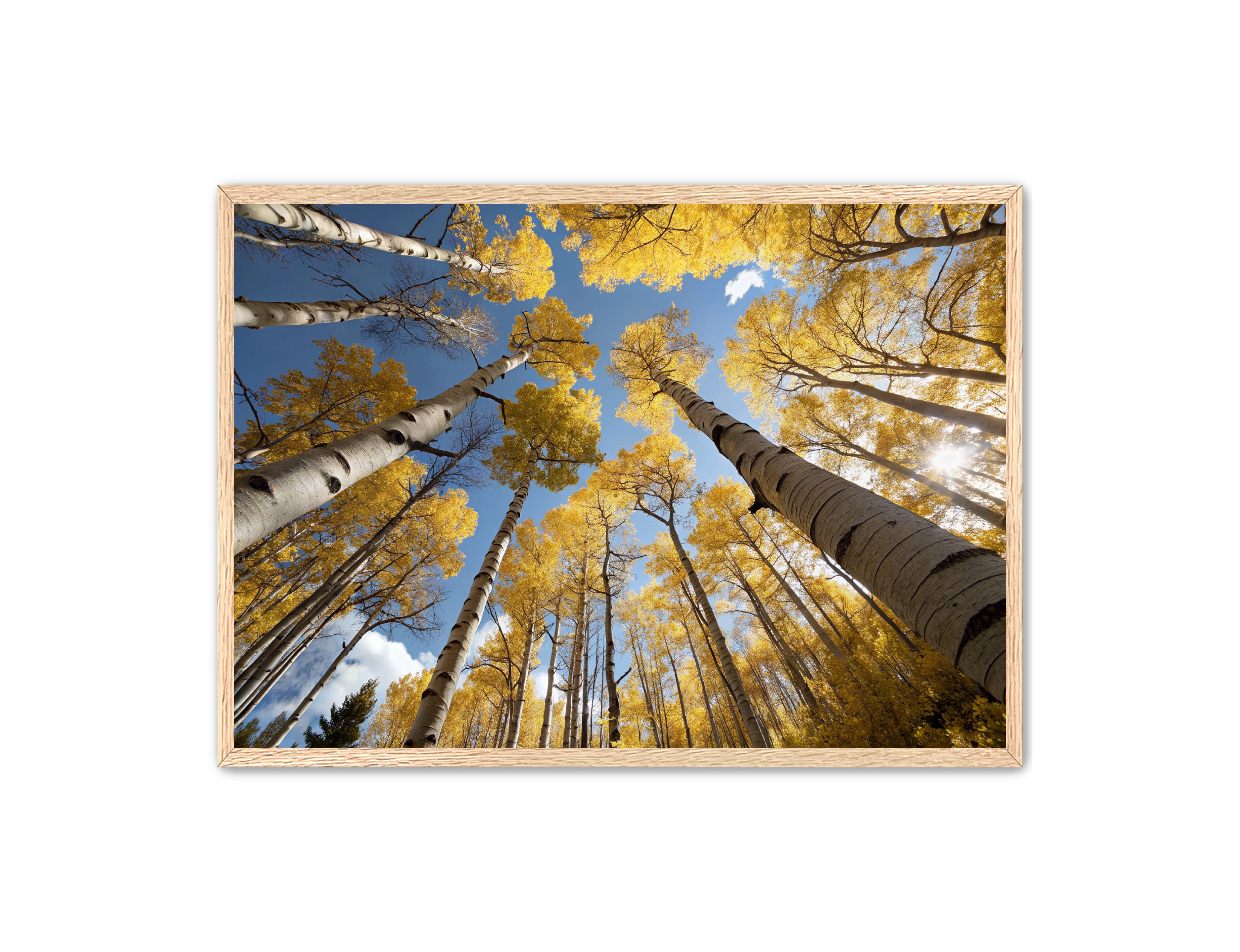 Apricus Prints 'Golden Reach' Apricus Art Collection