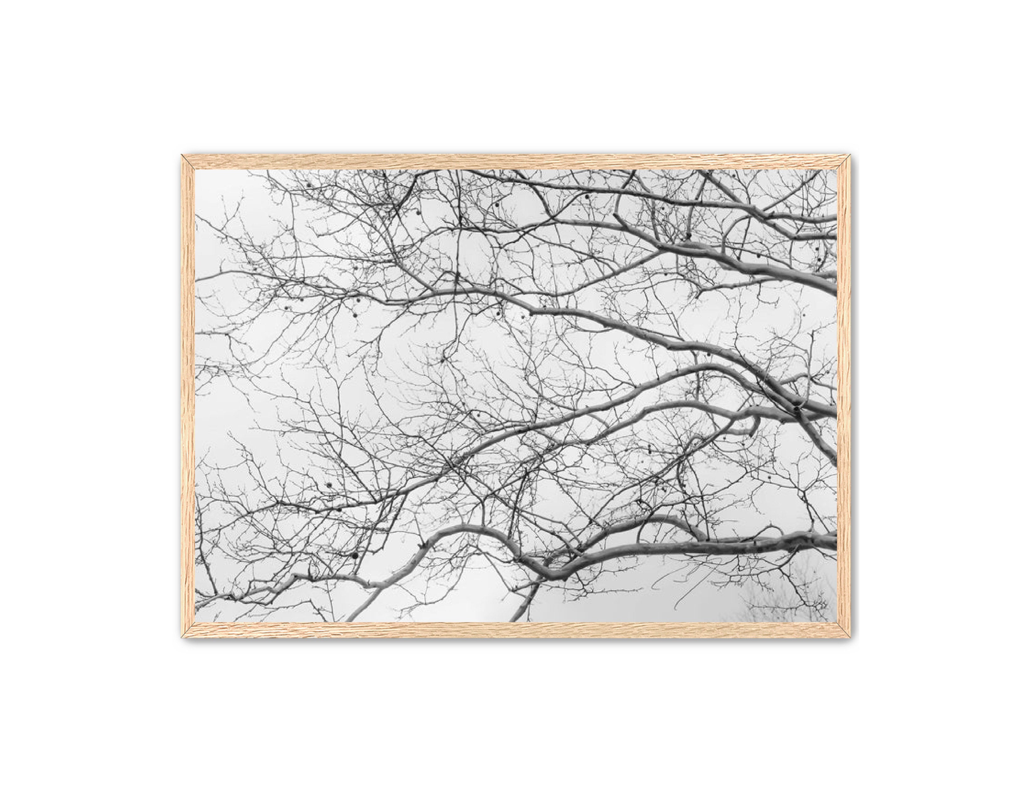 Art Contemporary Photography Prints 'Intertwined' Eric C. Jackson Studio