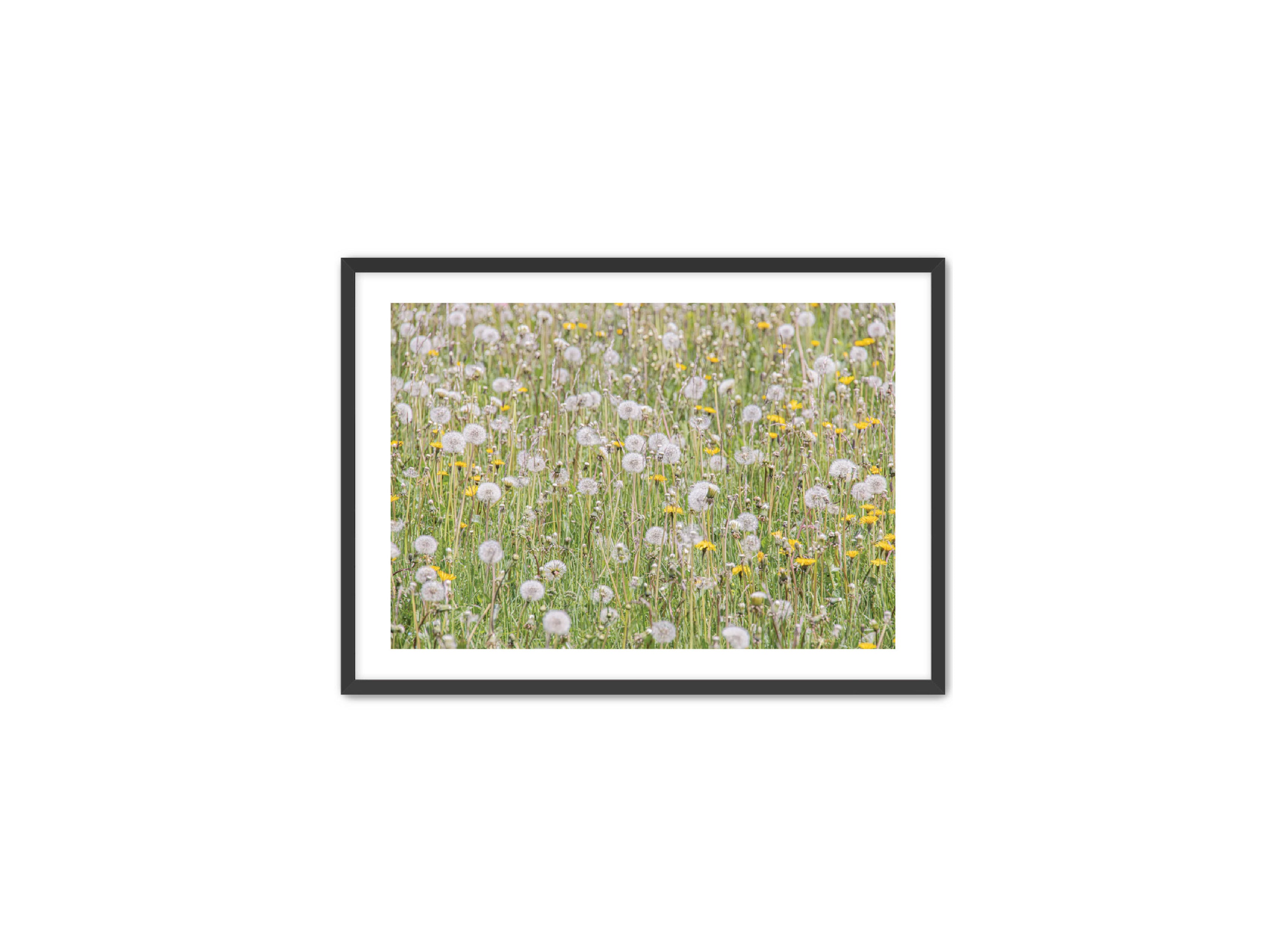 photography Prints 'FIELD OF FLOWERS' Erin Rudzinski