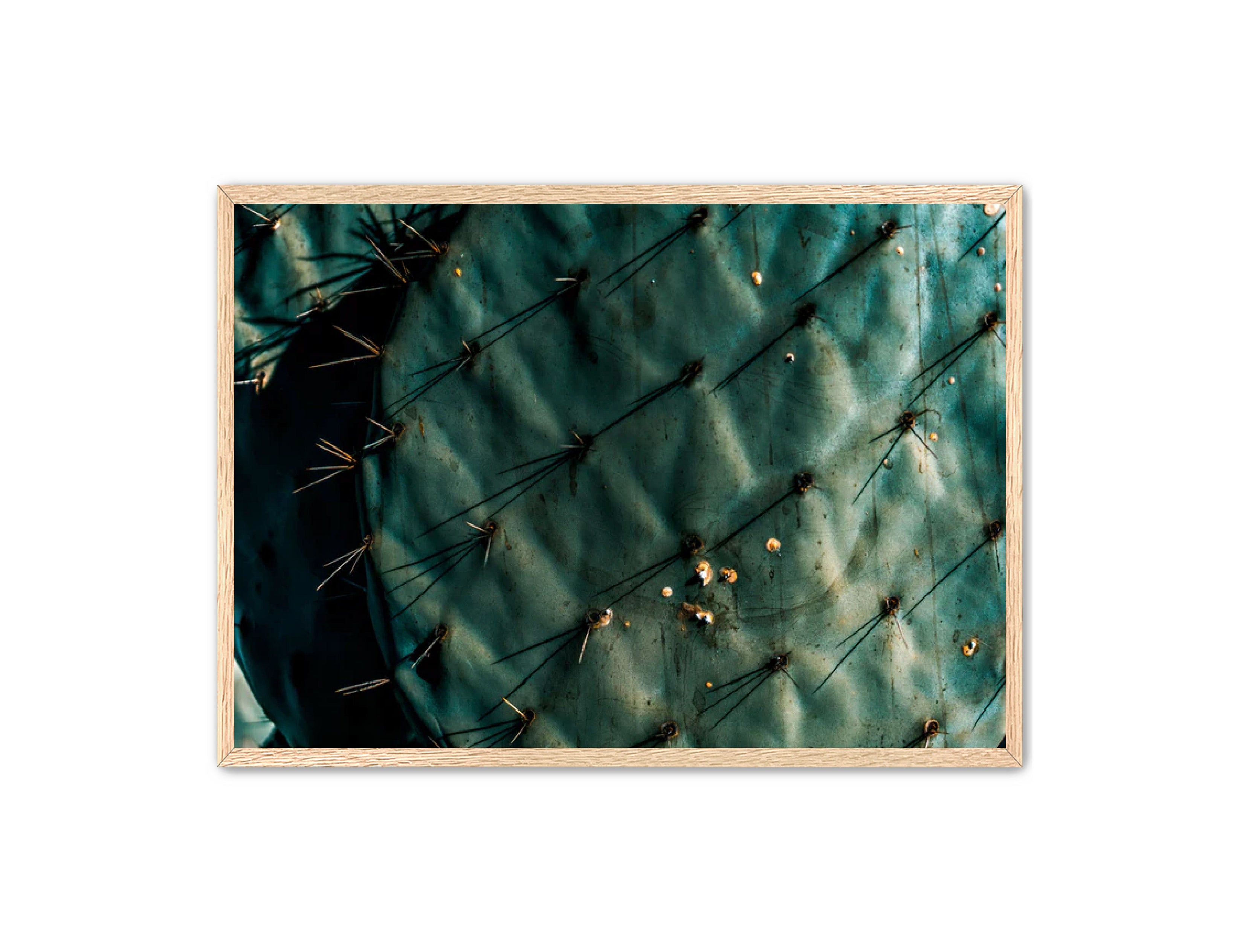 Photography Prints 'Nopal Azul' Reed Decker