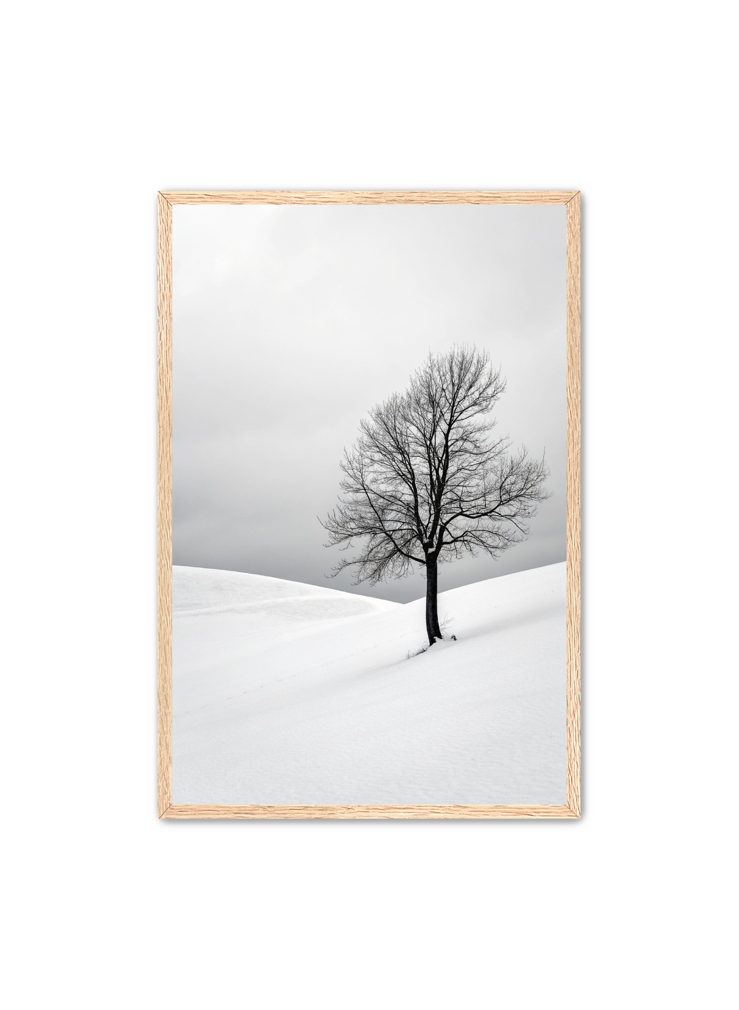 Apricus Prints 'Winter Whisper' Apricus Art Collection