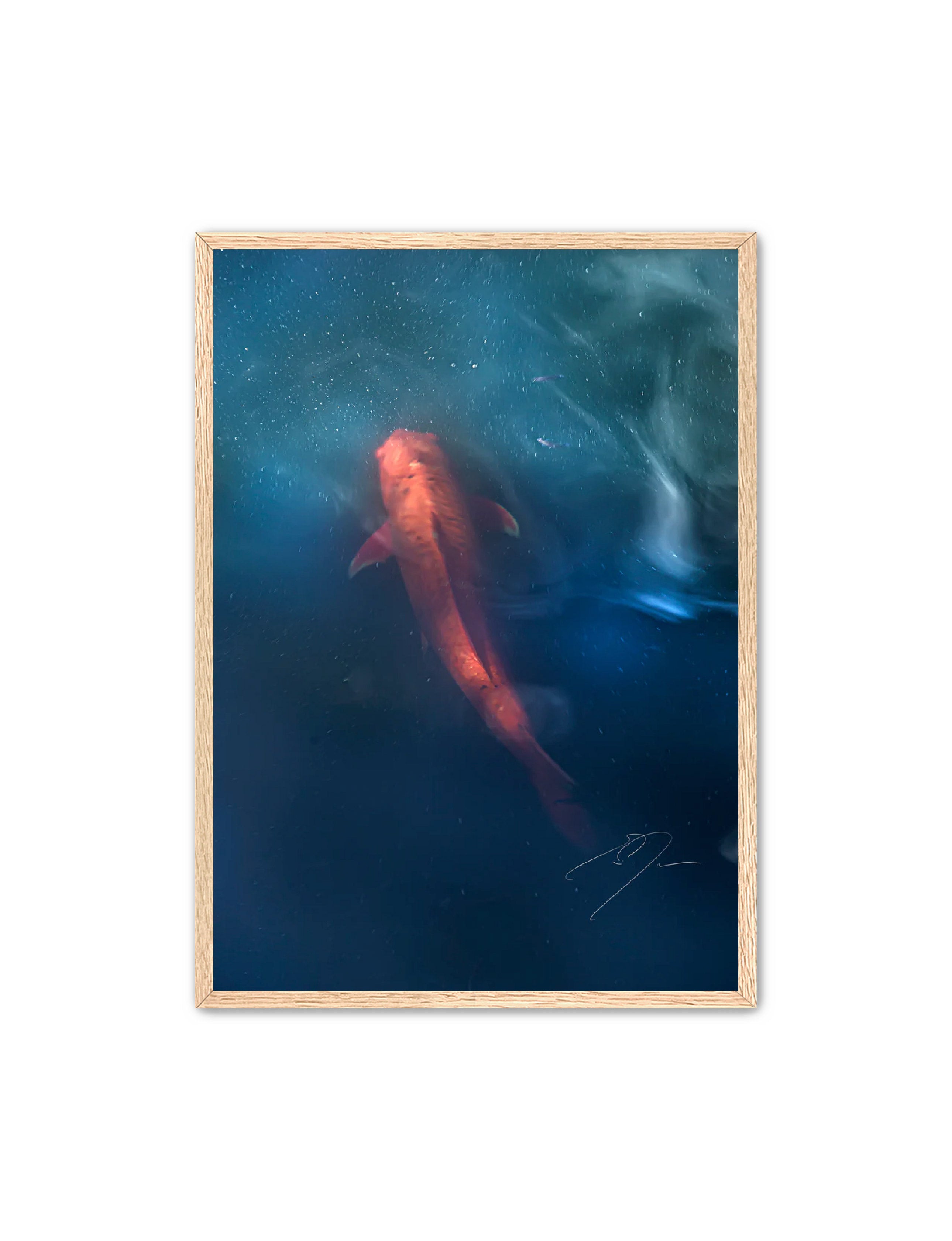 Art Contemporary Photography Prints 'KOI' - Photography Eric C. Jackson Studio