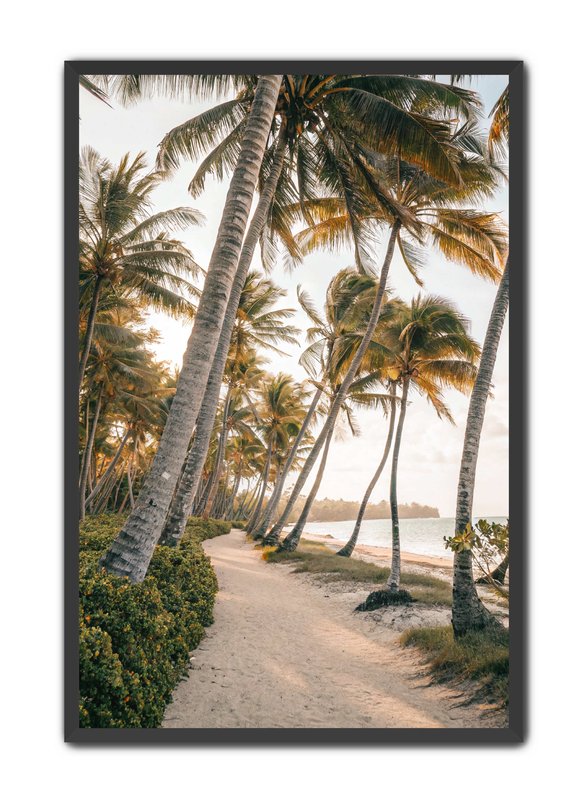 Apricus Prints Beaches 'Driftwood Dreams' Apricus Art Collection