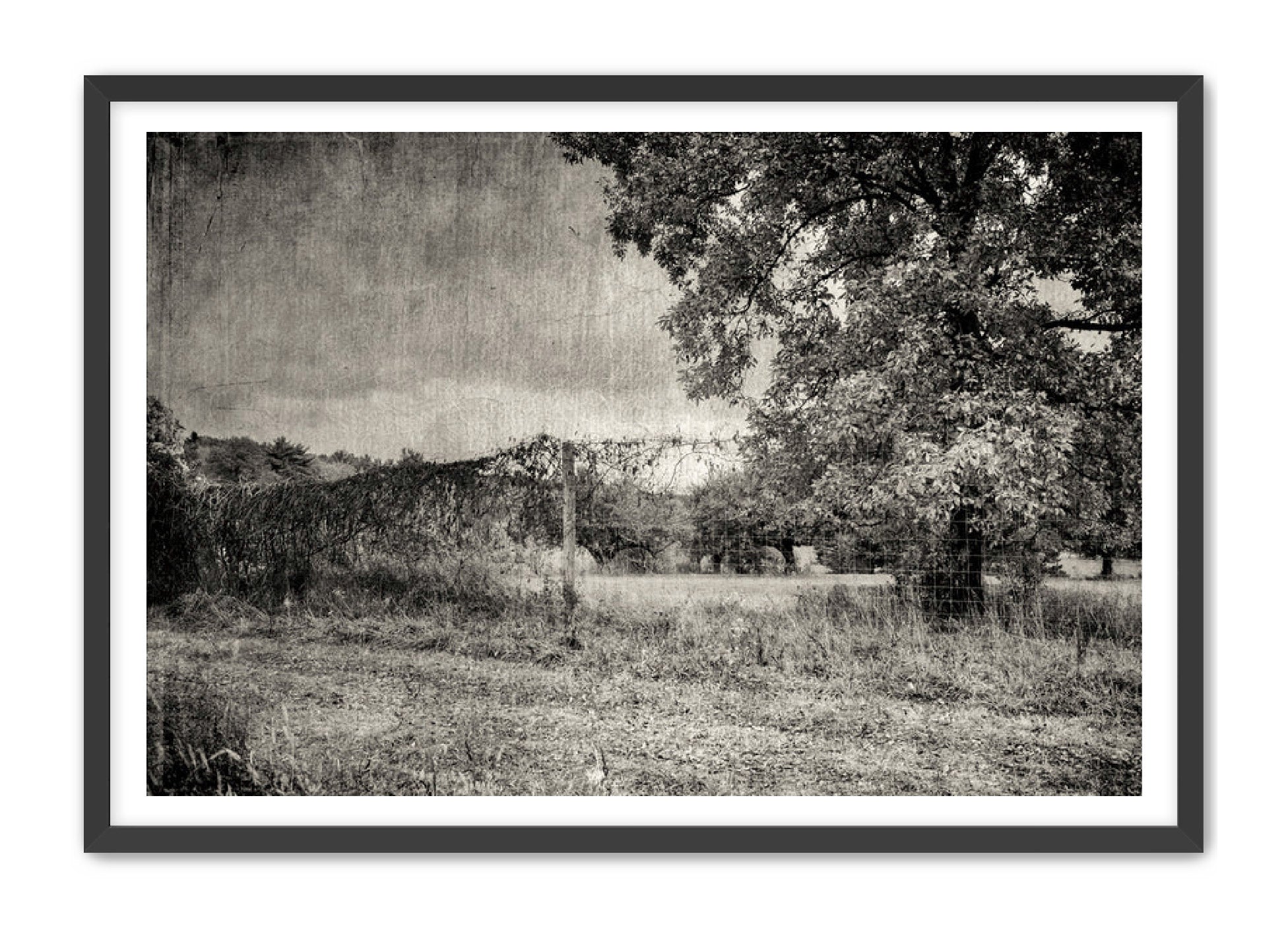 PhotoArt Prints 'ORCHARD B/W' Danielle Neumann Kelly