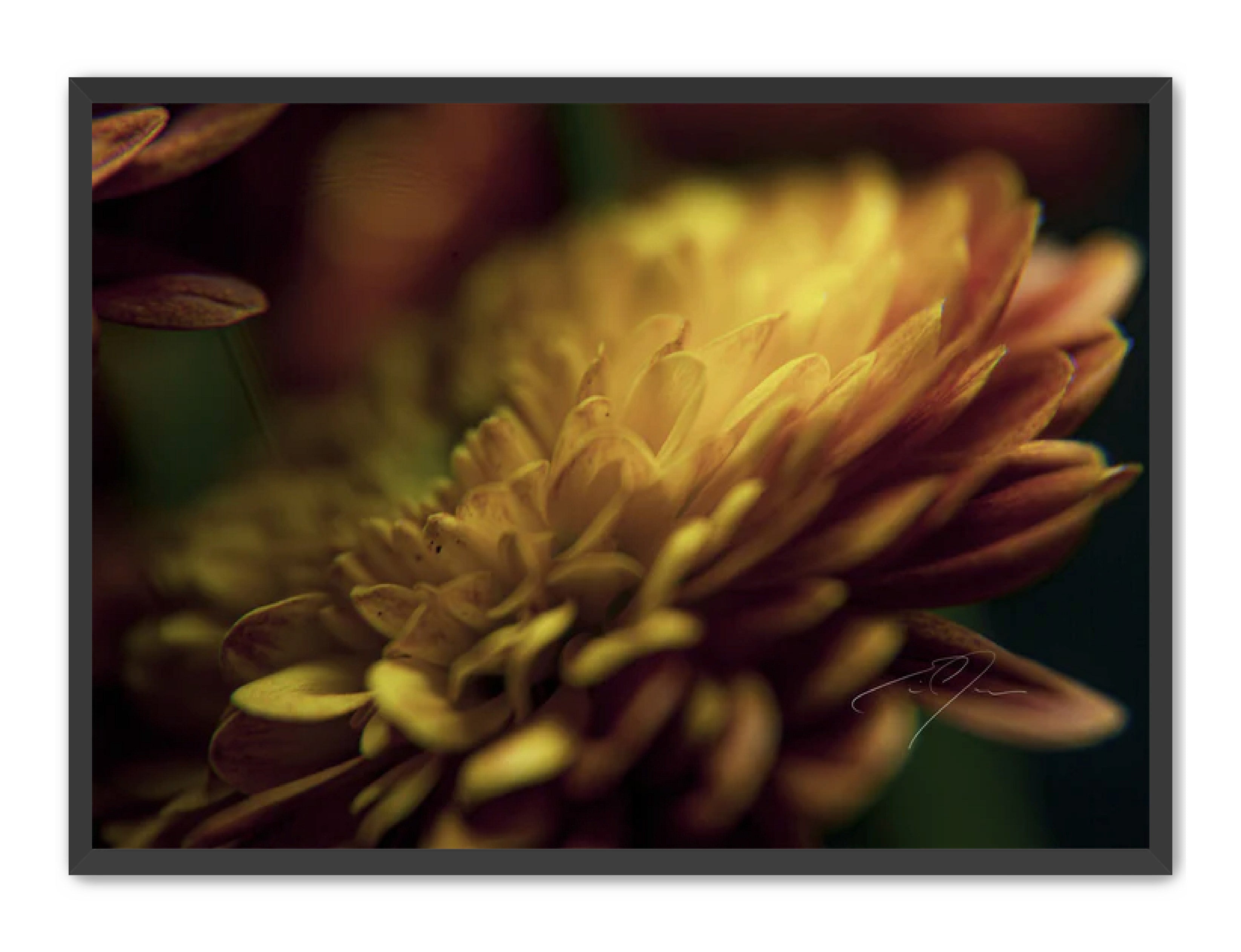 Art Contemporary Photography Prints 'Petals' Glow' Eric C. Jackson Studio