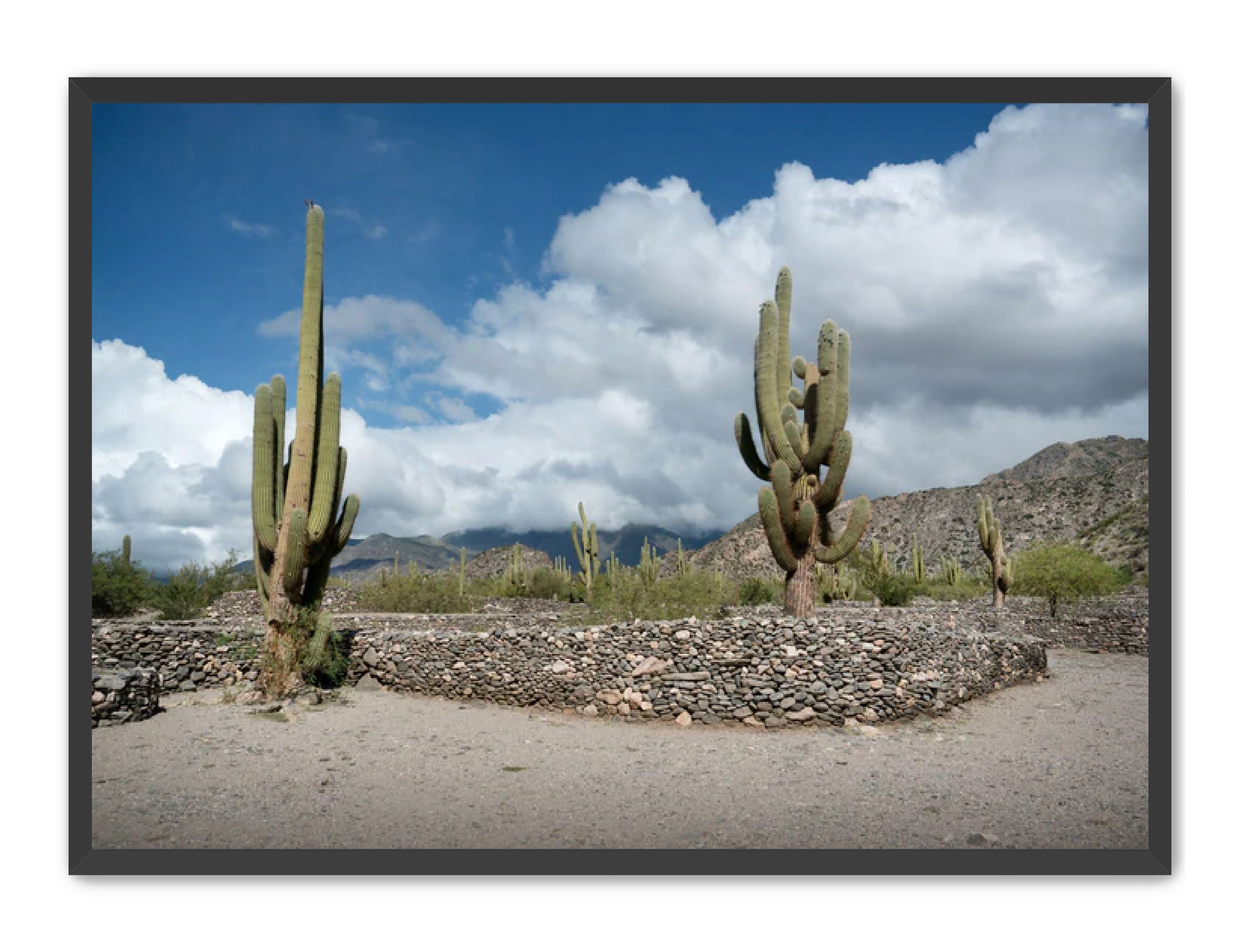 Landscape Photography Prints 'Cactus on the way' Aline Karagozlu