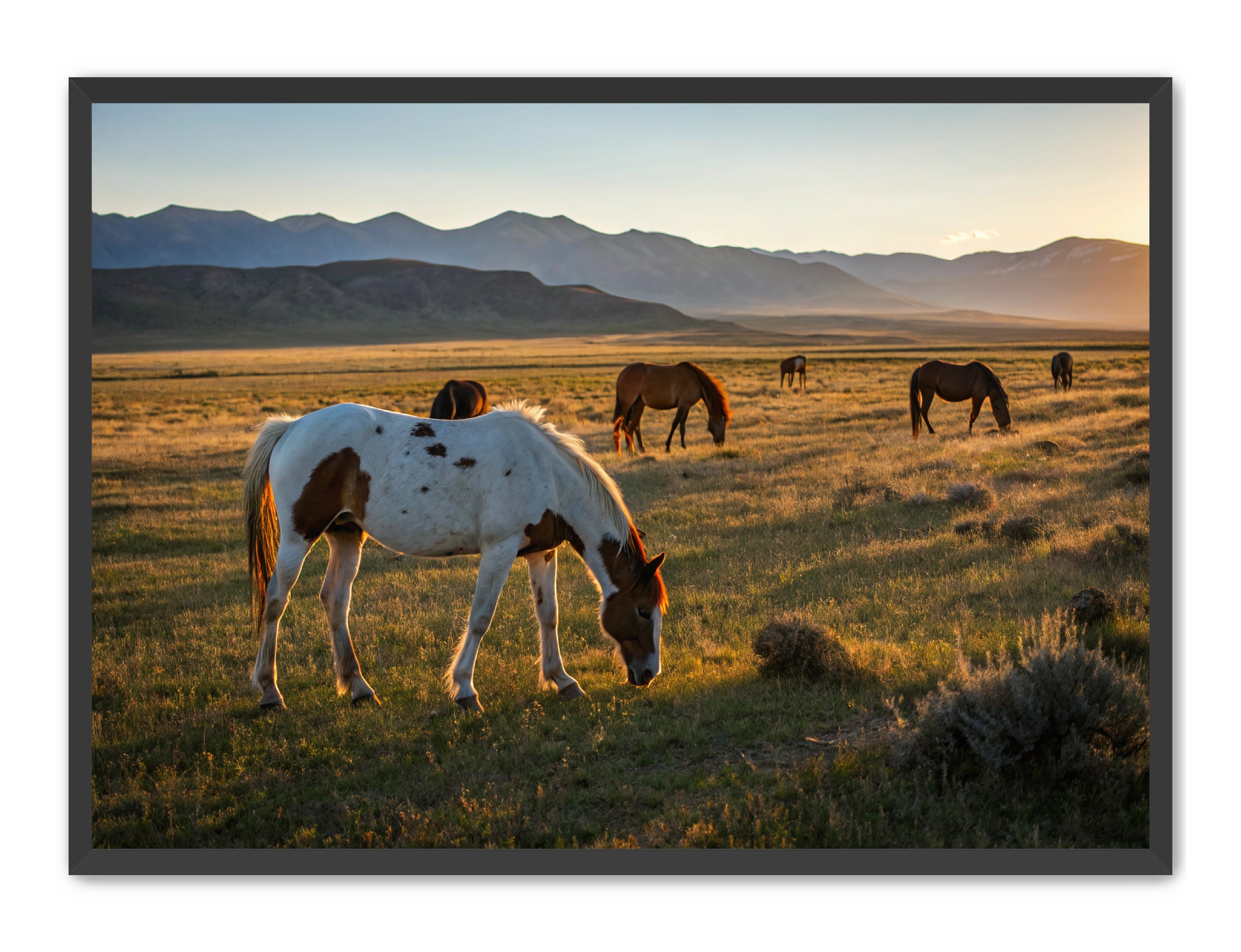 Apricus Prints Vaquero 'Evening Grazing' Apricus Art Collection