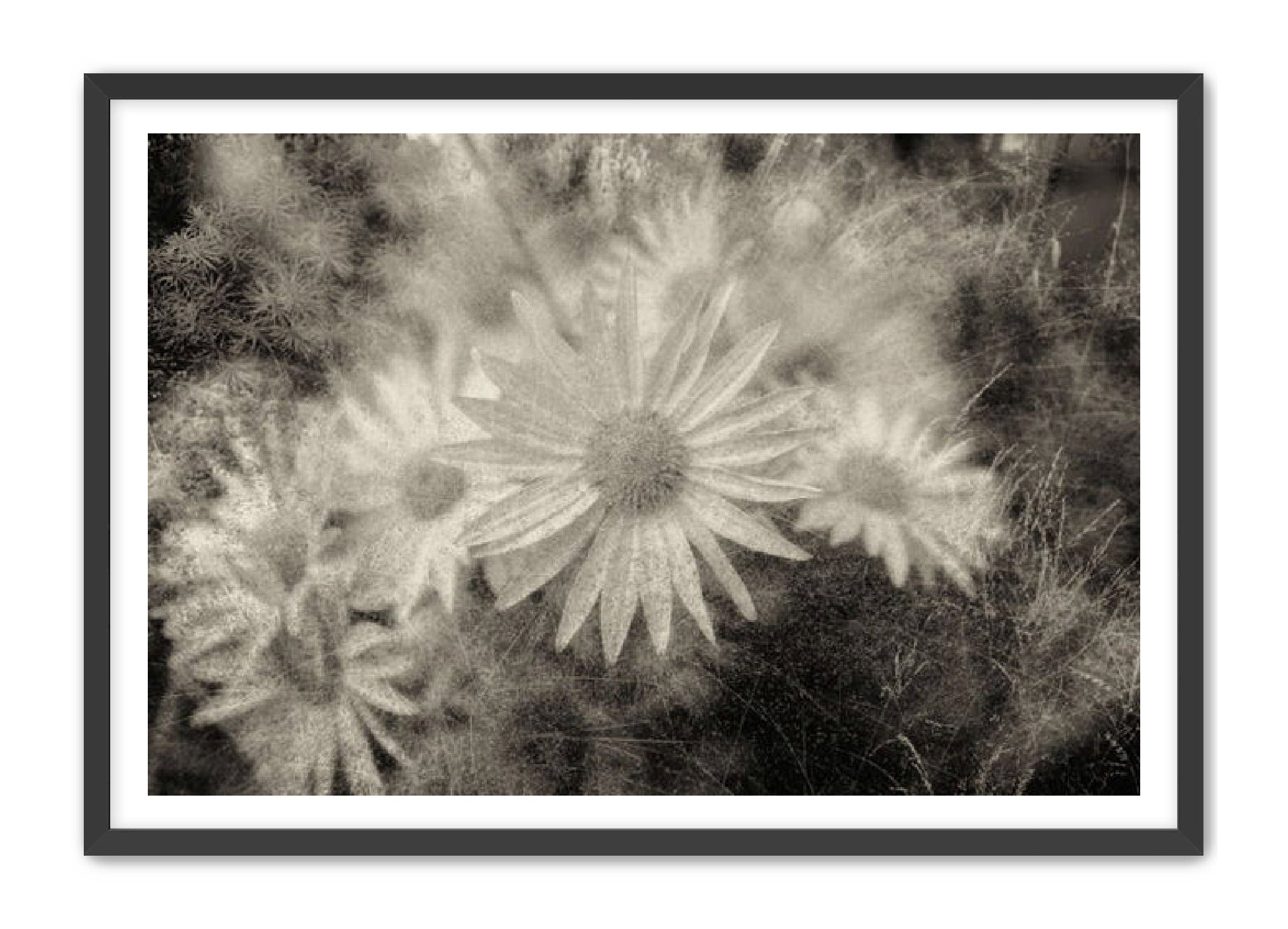 PhotoArt Prints 'DAISYS' Danielle Neumann Kelly