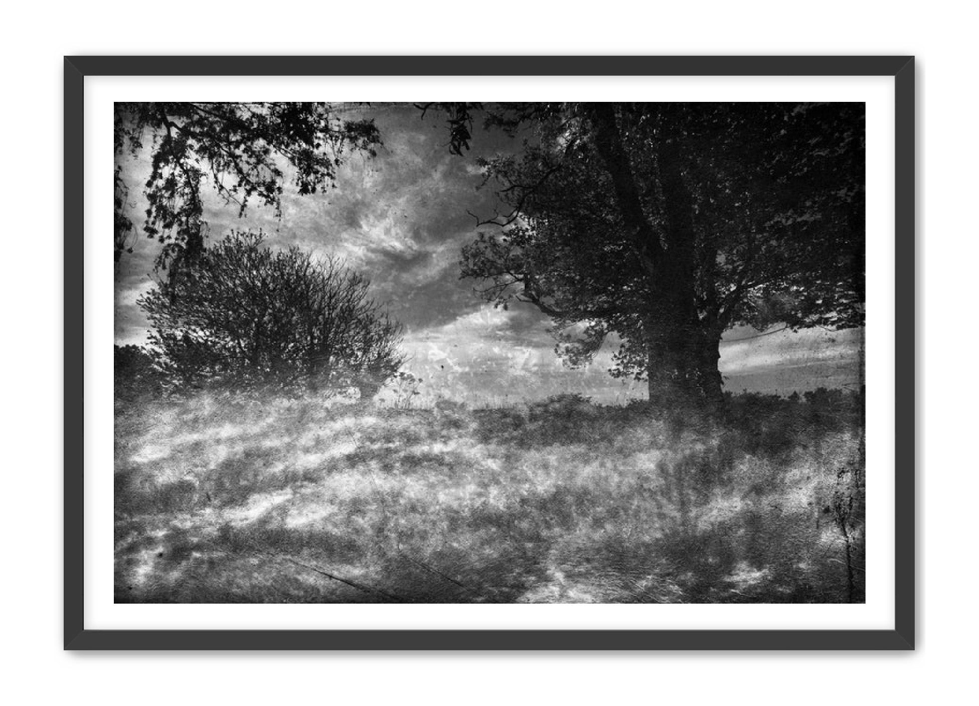 PhotoArt Prints 'CLOUDS IN TREES' Danielle Neumann Kelly