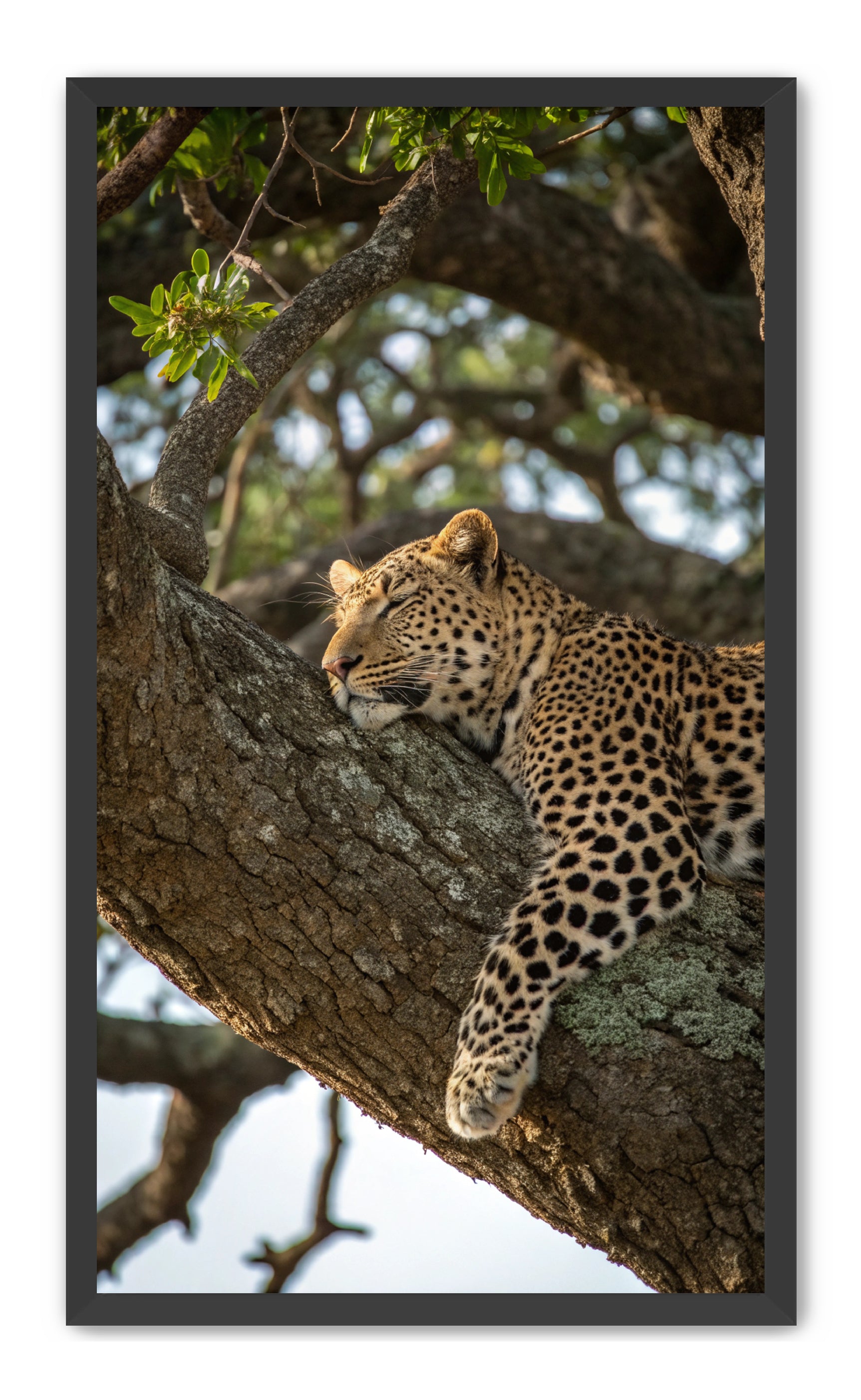 Apricus Prints 'Nap Time' Apricus Art Collection