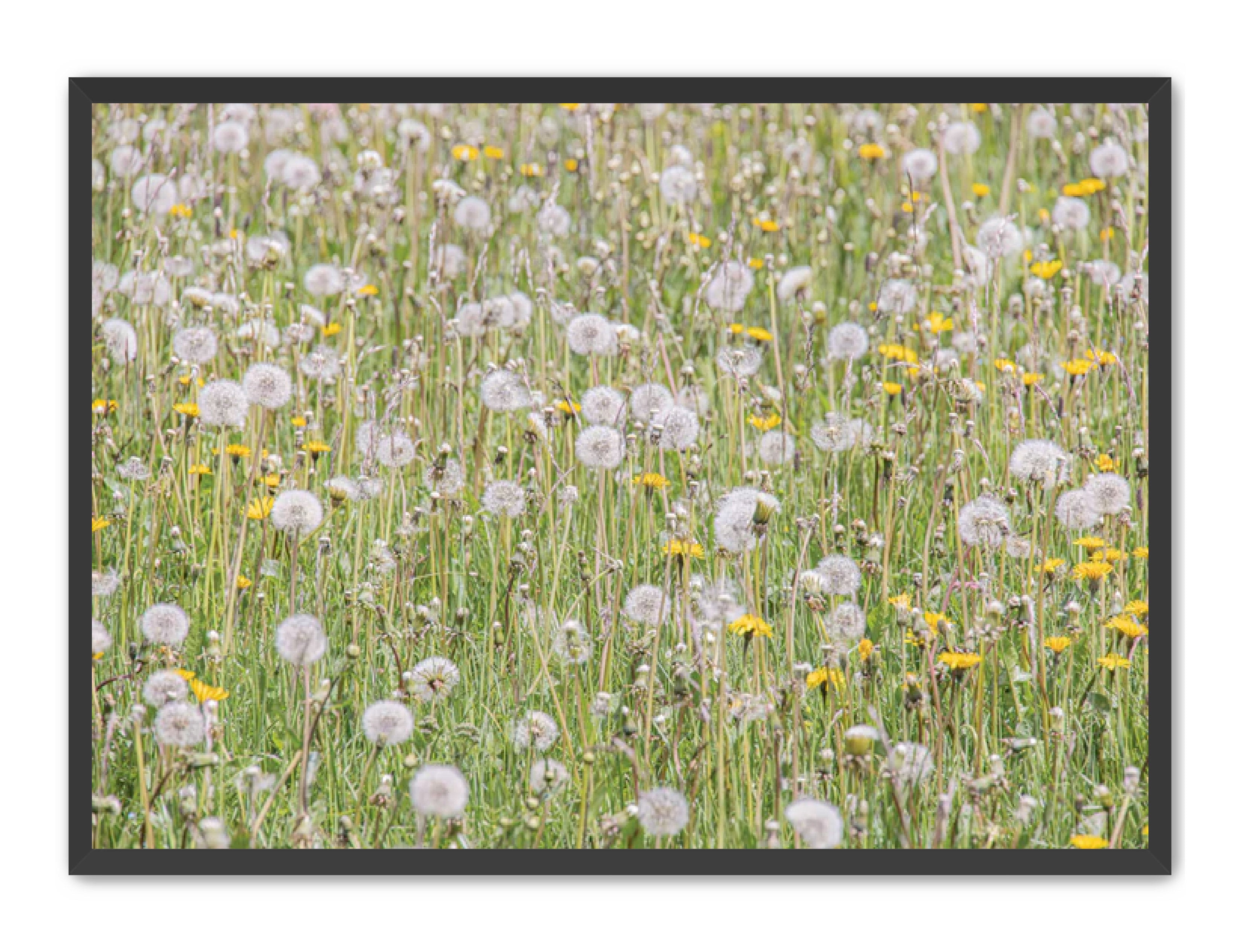 photography Prints 'FIELD OF FLOWERS' Erin Rudzinski