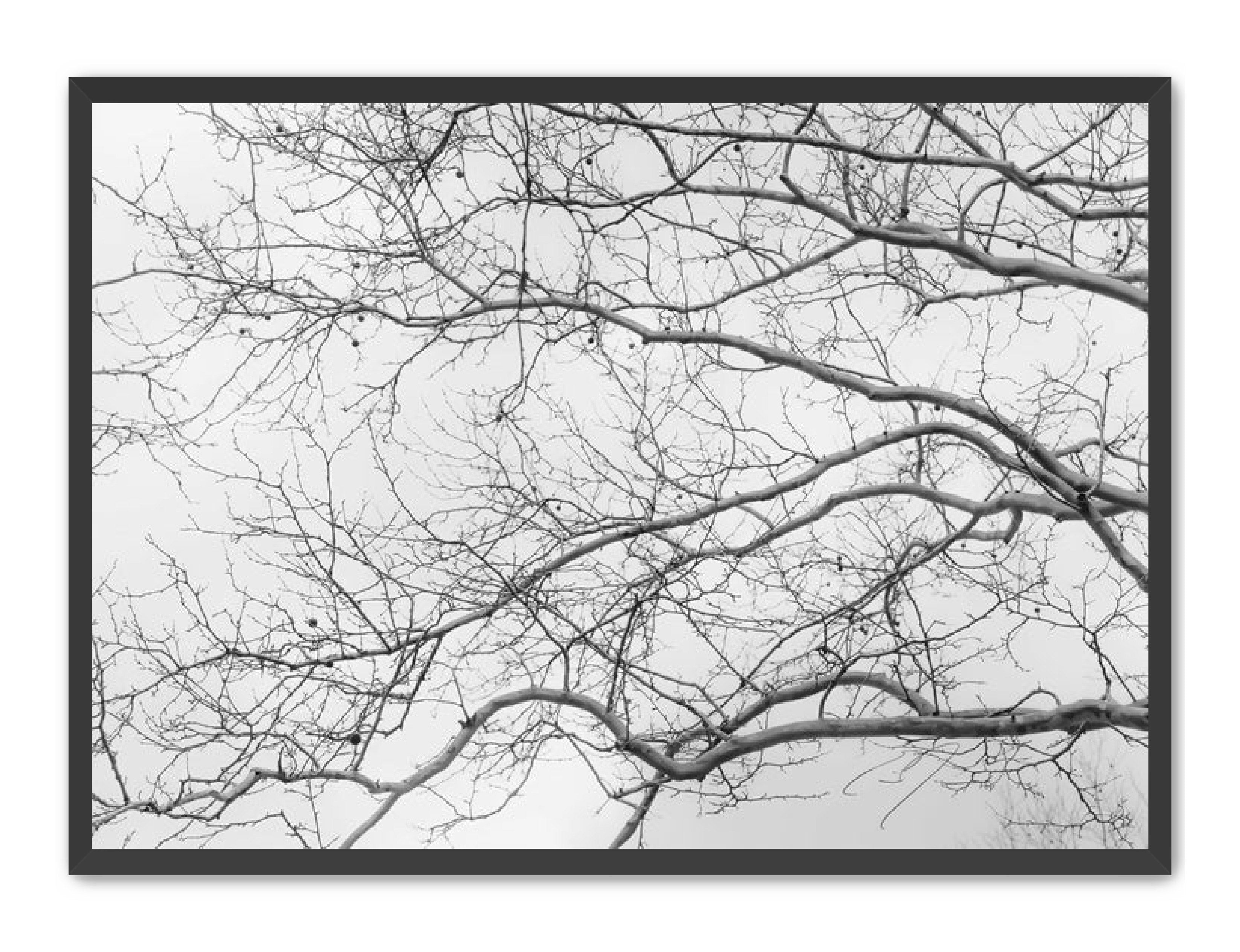 Art Contemporary Photography Prints 'Intertwined' Eric C. Jackson Studio