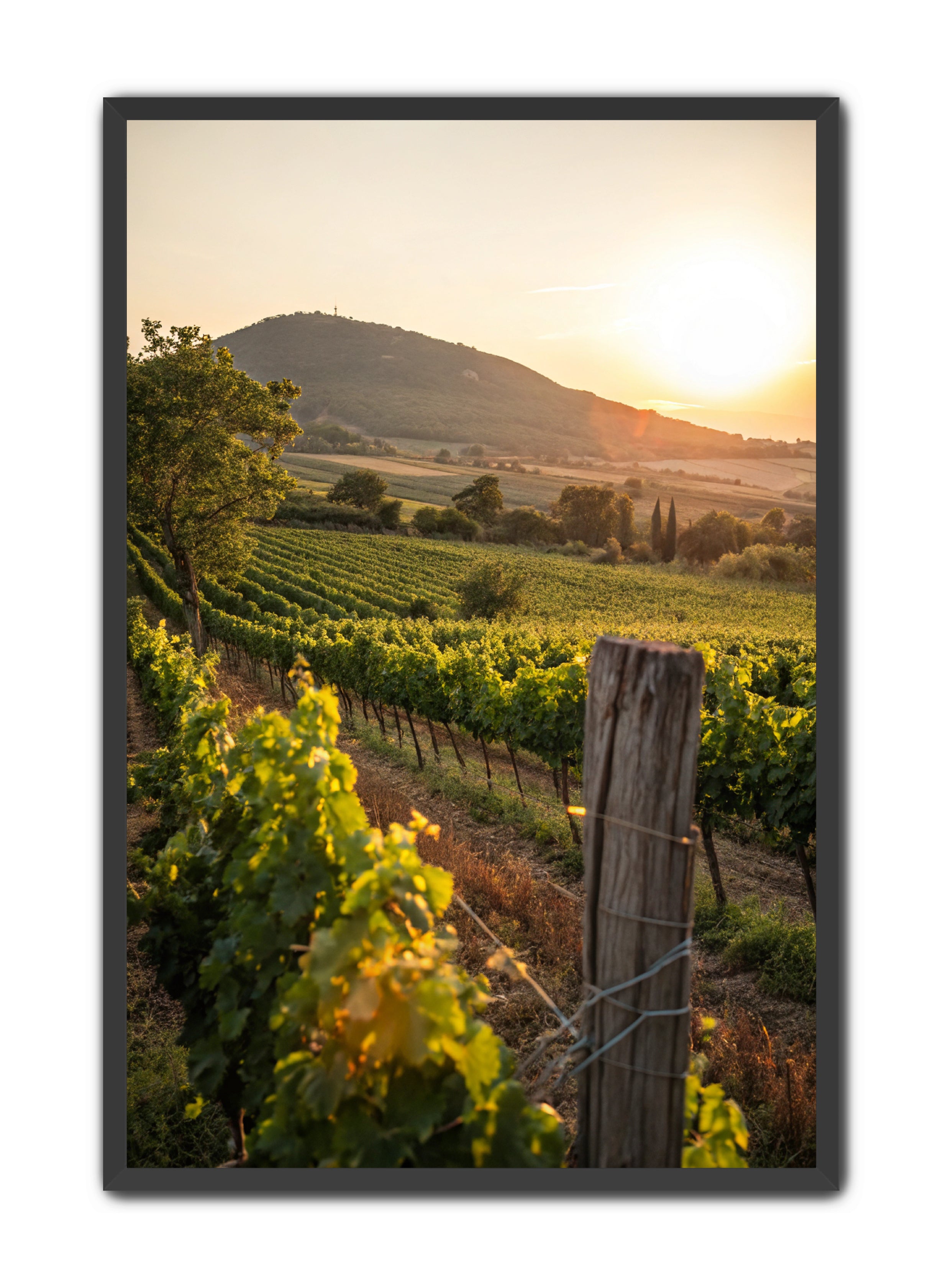 Apricus Prints 'Vines on the Vineyard' Apricus Art Collection