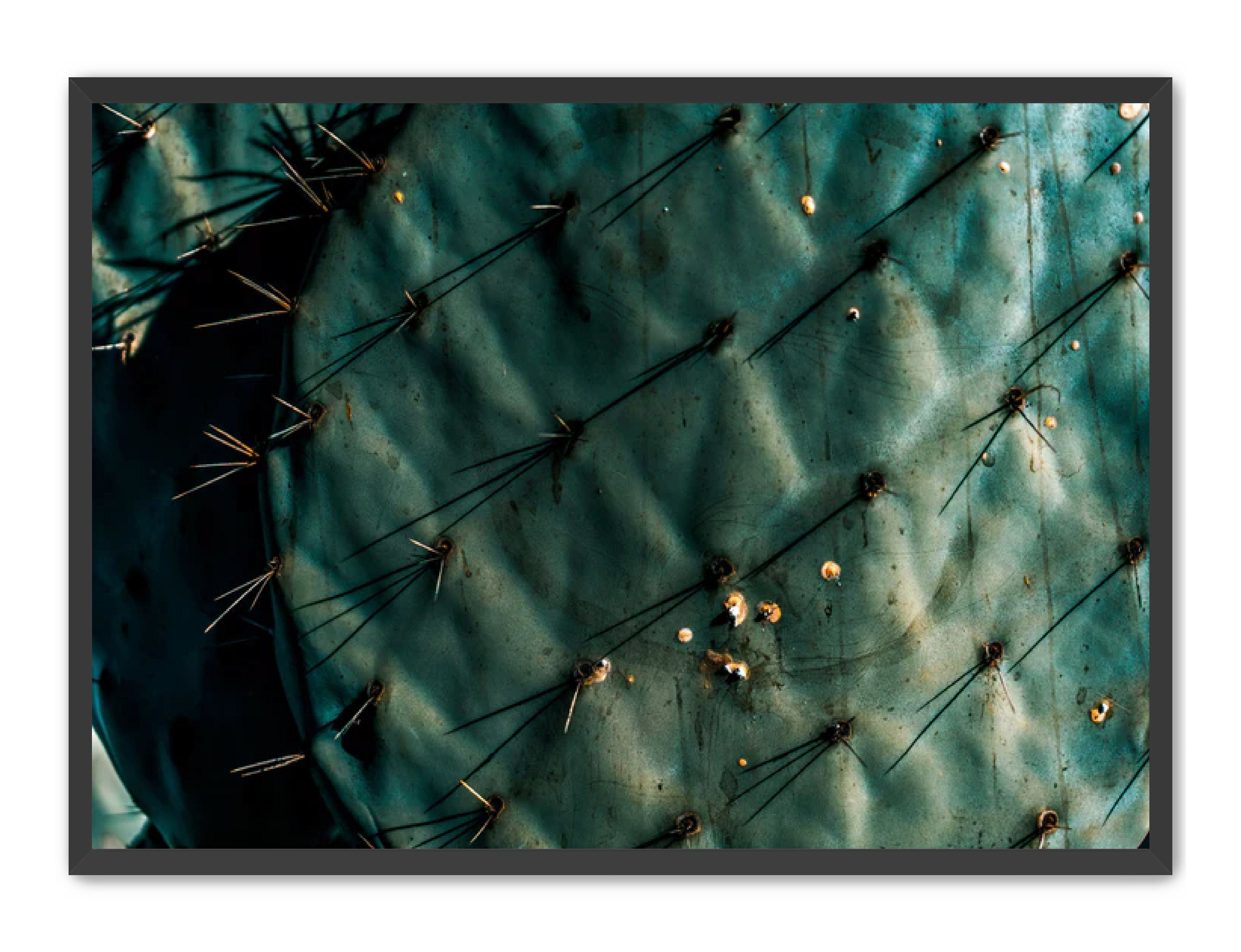 Photography Prints 'Nopal Azul' Reed Decker