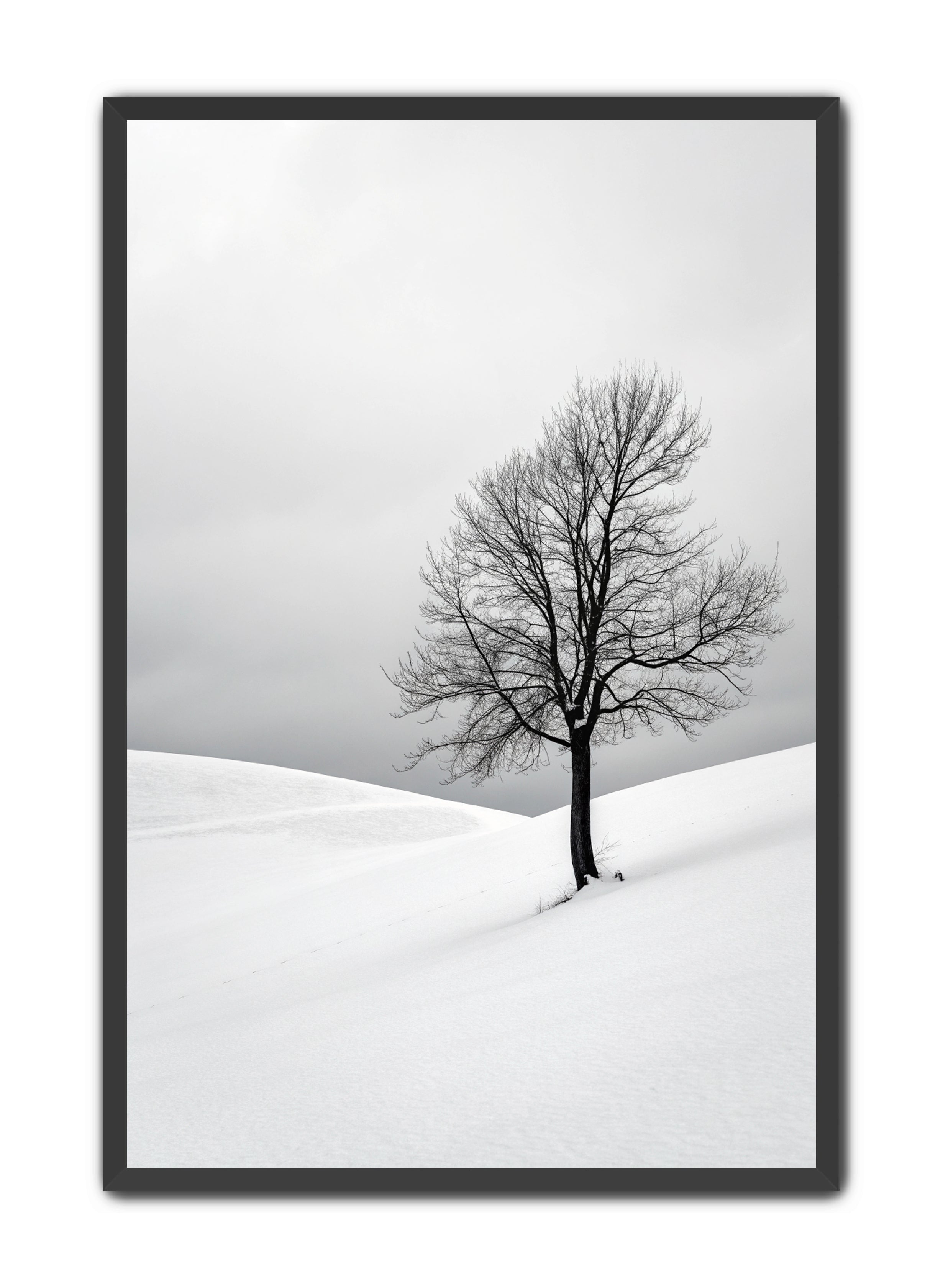 Apricus Prints 'Winter Whisper' Apricus Art Collection