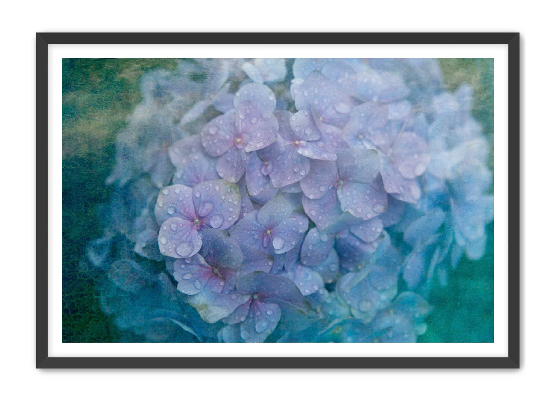 PhotoArt Prints 'HYDRANGEA' Danielle Neumann Kelly