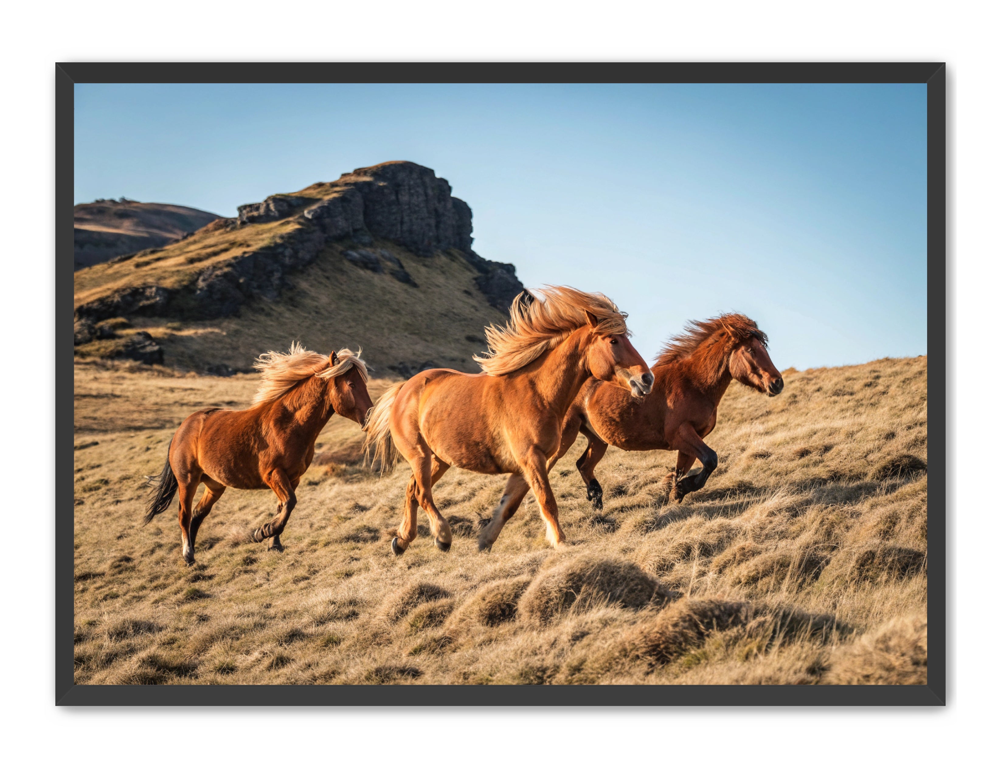 Apricus Prints Vaquero 'Wild Ponies' Apricus Art Collection