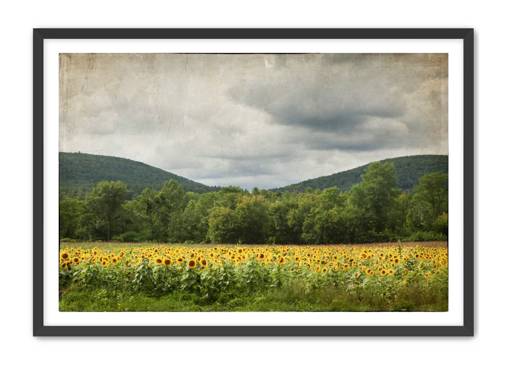 PhotoArt Prints 'SUNFLOWERS' Danielle Neumann Kelly