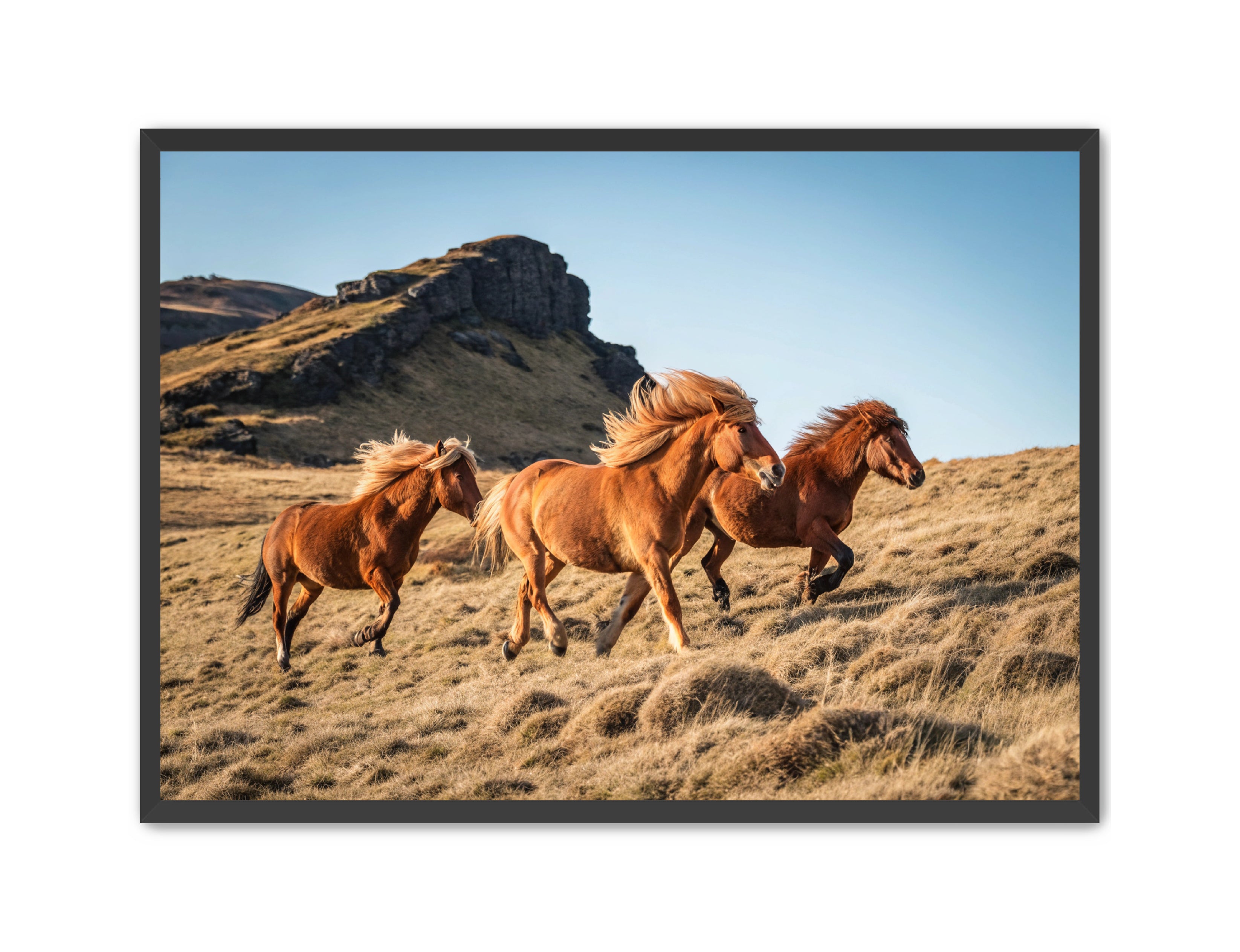 Apricus Prints Vaquero 'Wild Ponies' Apricus Art Collection