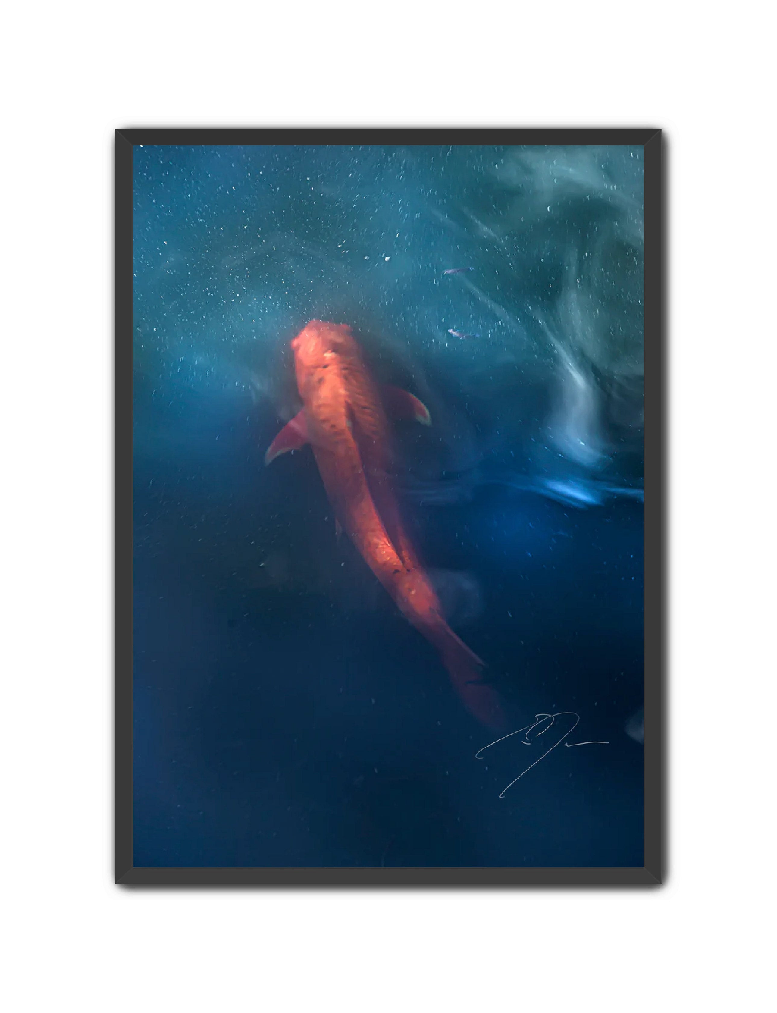 Art Contemporary Photography Prints 'KOI' - Photography Eric C. Jackson Studio