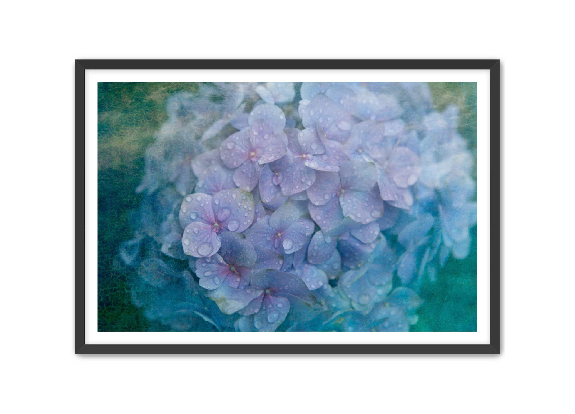 PhotoArt Prints 'HYDRANGEA' Danielle Neumann Kelly