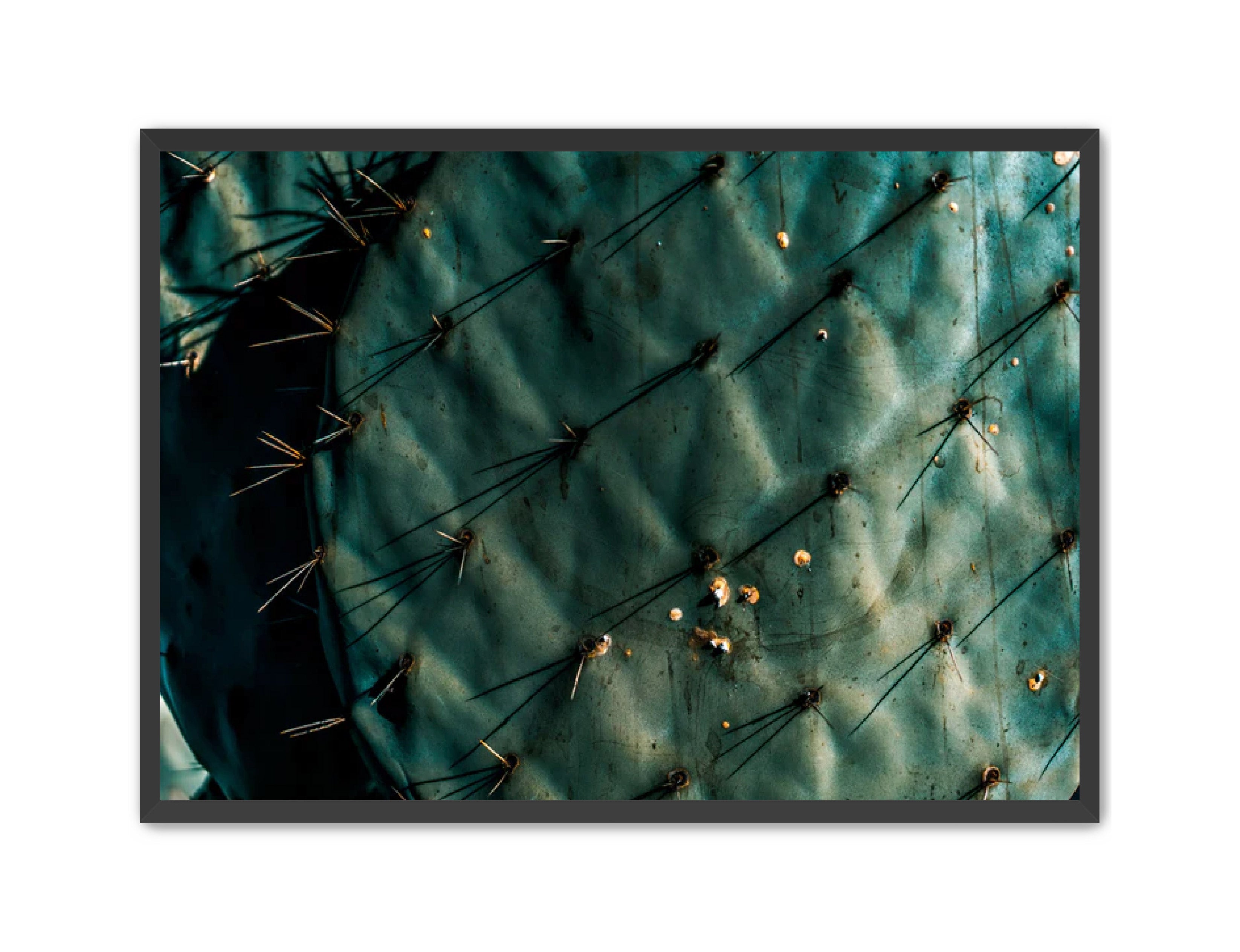 Photography Prints 'Nopal Azul' Reed Decker