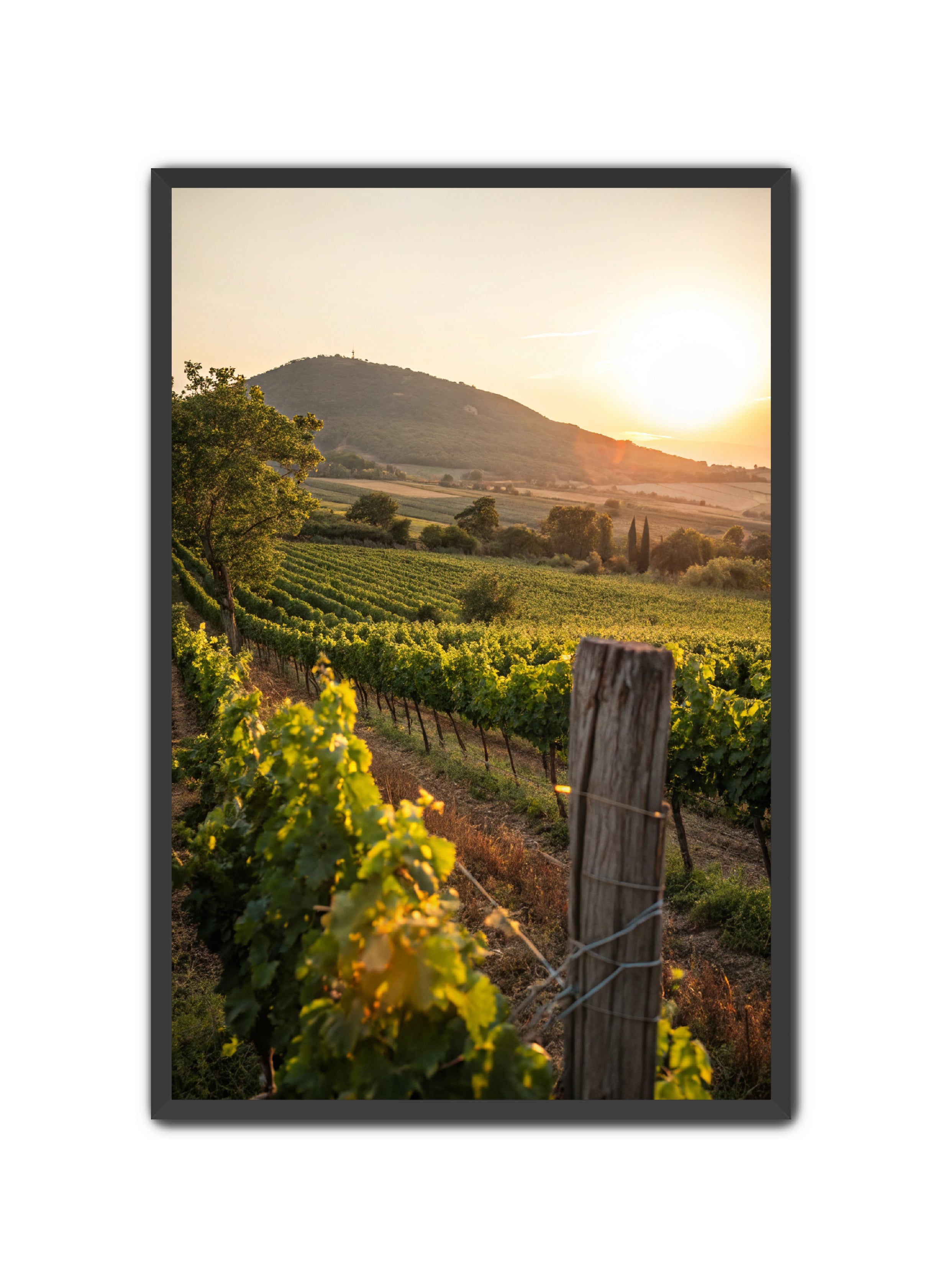 Apricus Prints 'Vines on the Vineyard' Apricus Art Collection