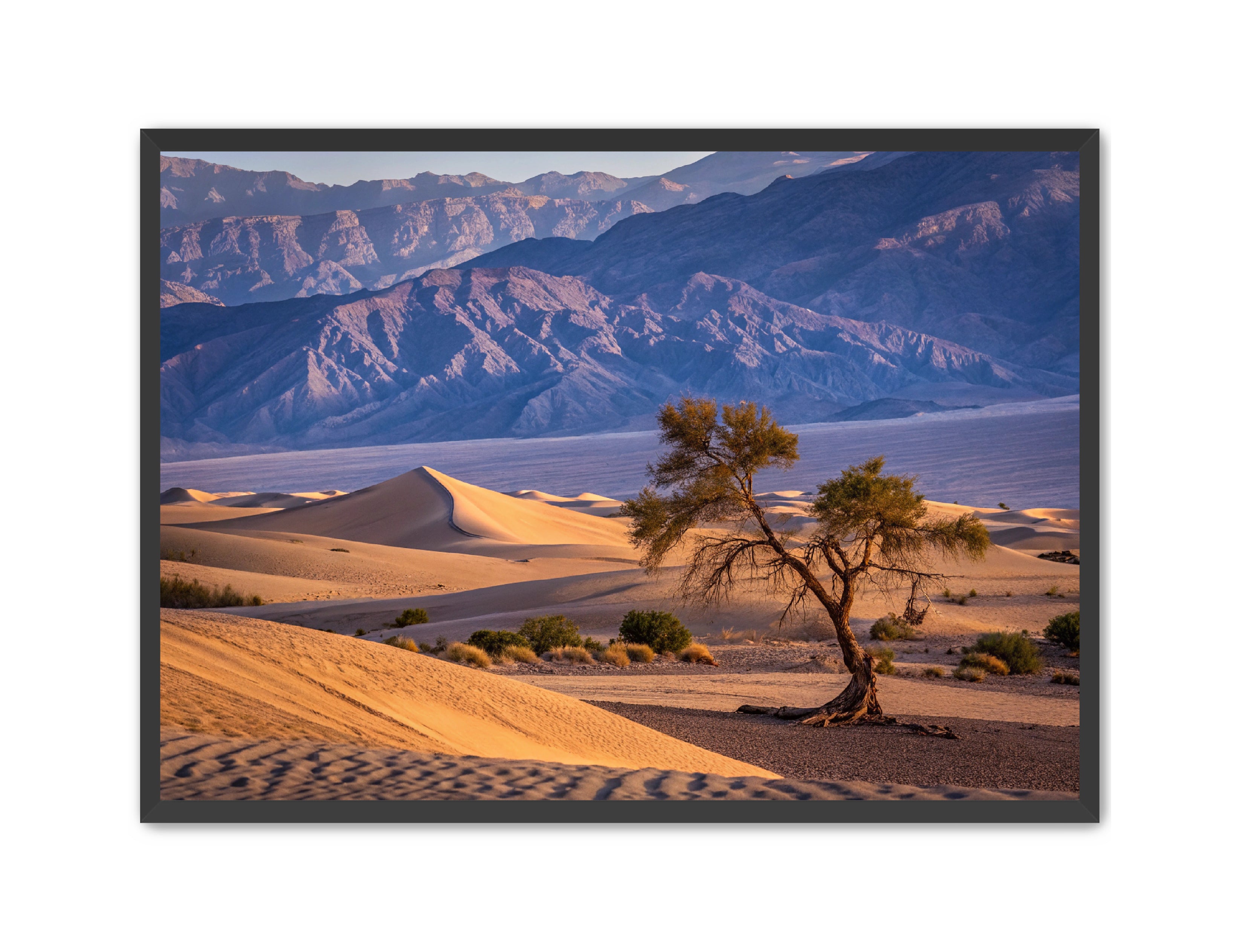 Apricus Prints 'Alone in the Desert' Apricus Art Collection