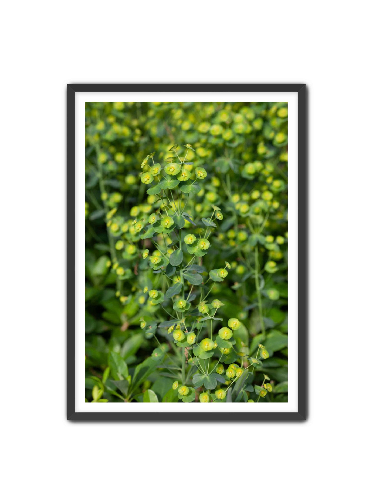 PhotoArt Prints 'GREENERY' Danielle Neumann Kelly