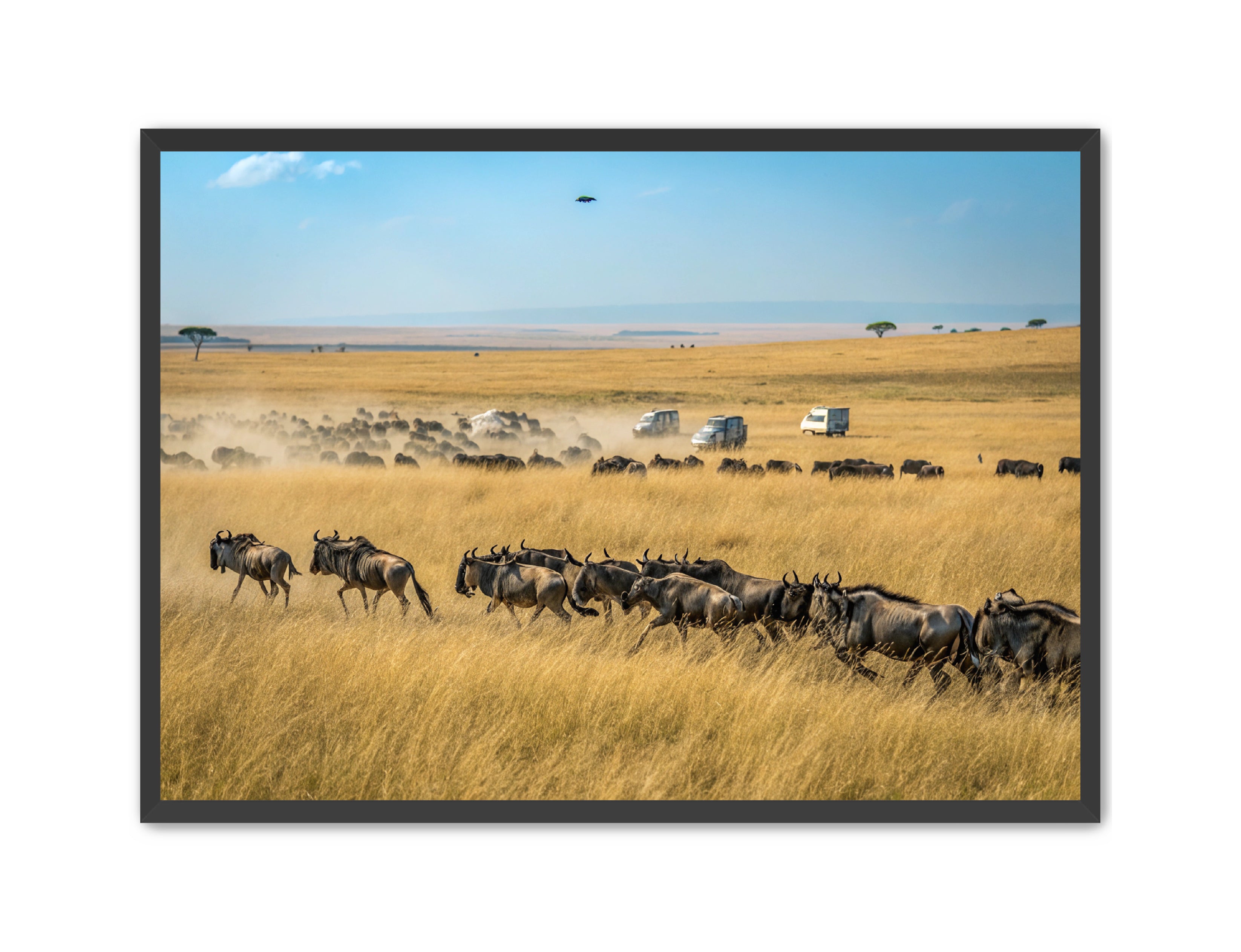 Apricus Prints 'Serengeti Stampede' Apricus Art Collection