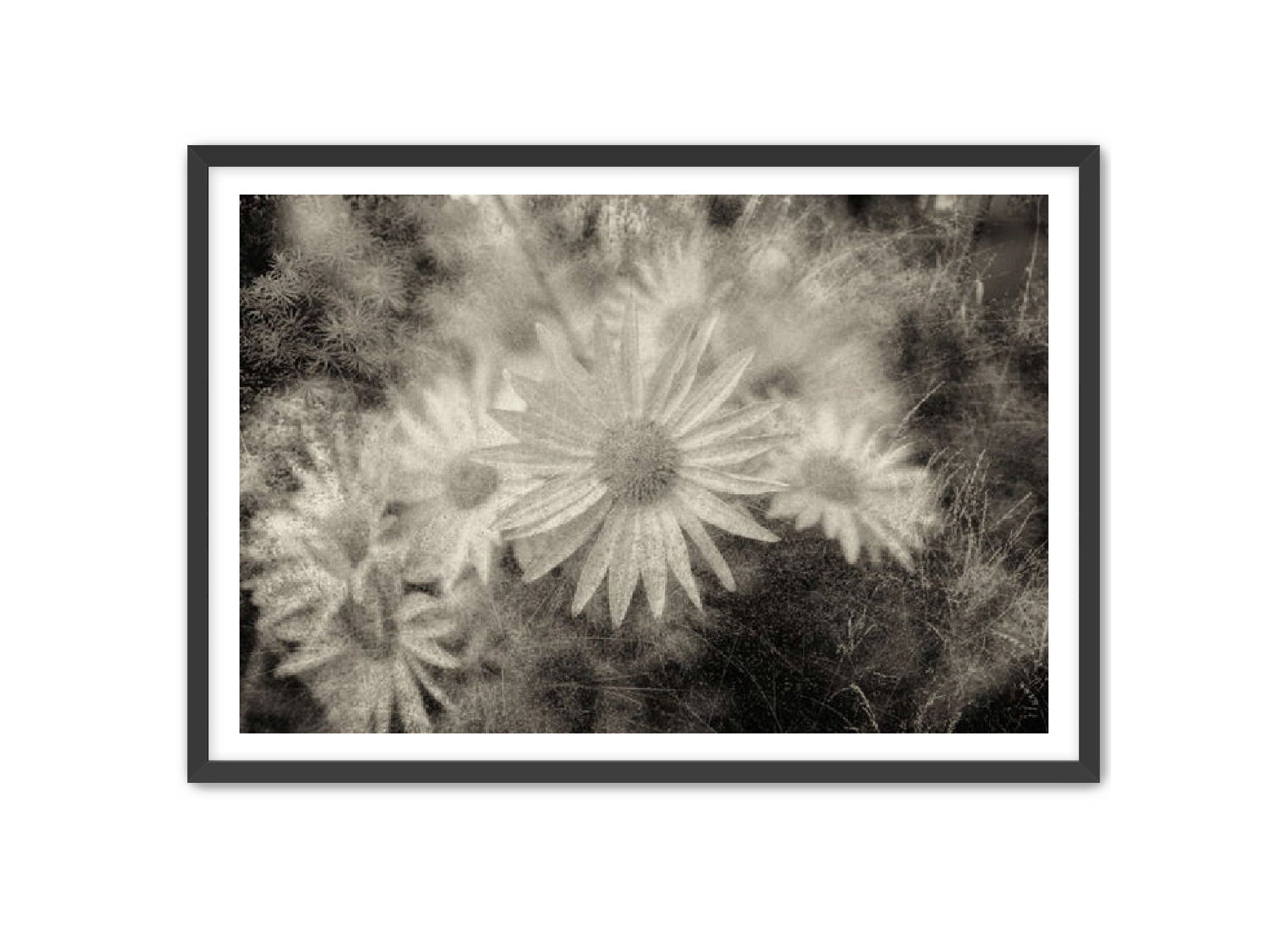 PhotoArt Prints 'DAISYS' Danielle Neumann Kelly