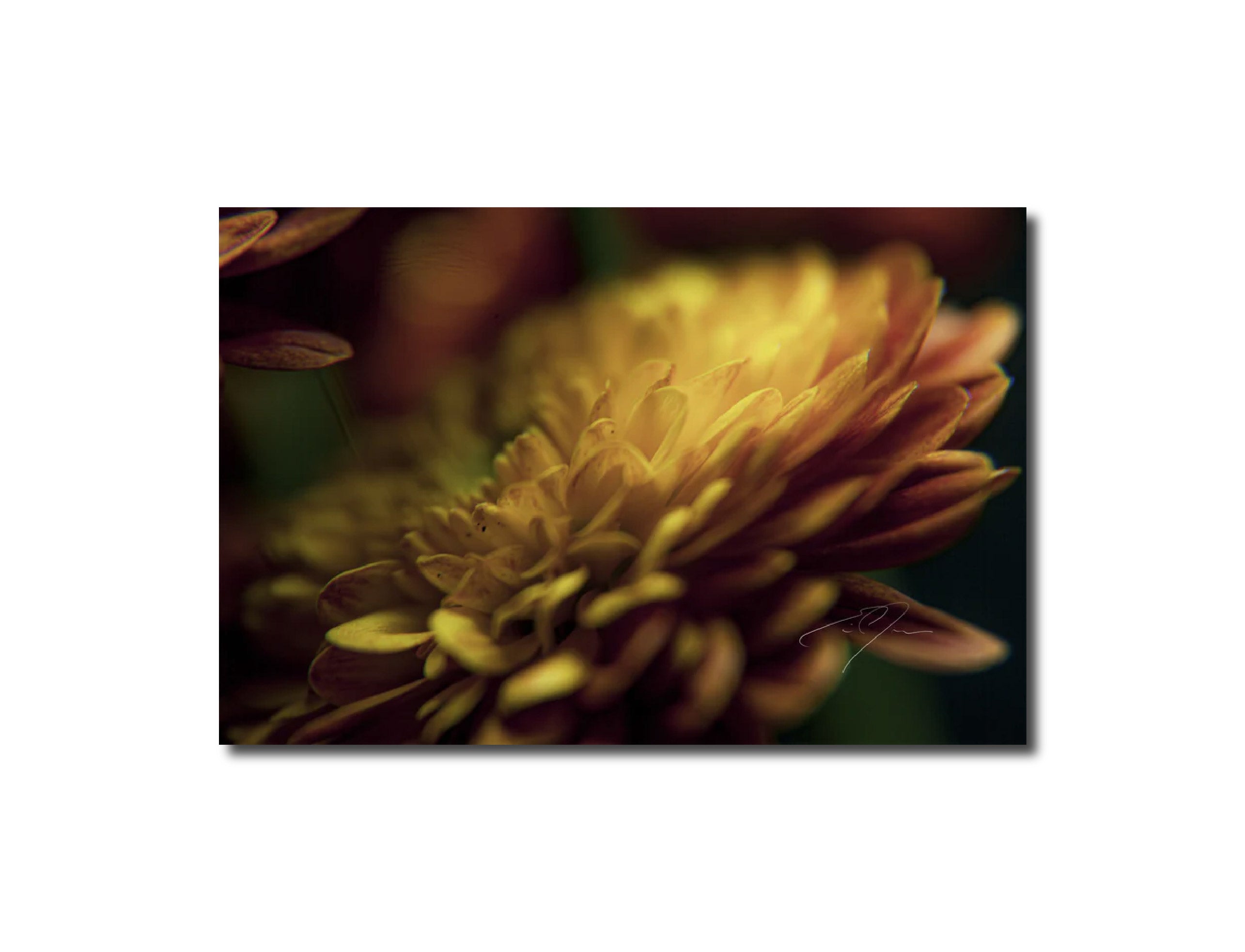 Art Contemporary Photography Prints Petals' Glow Eric C. Jackson Studio