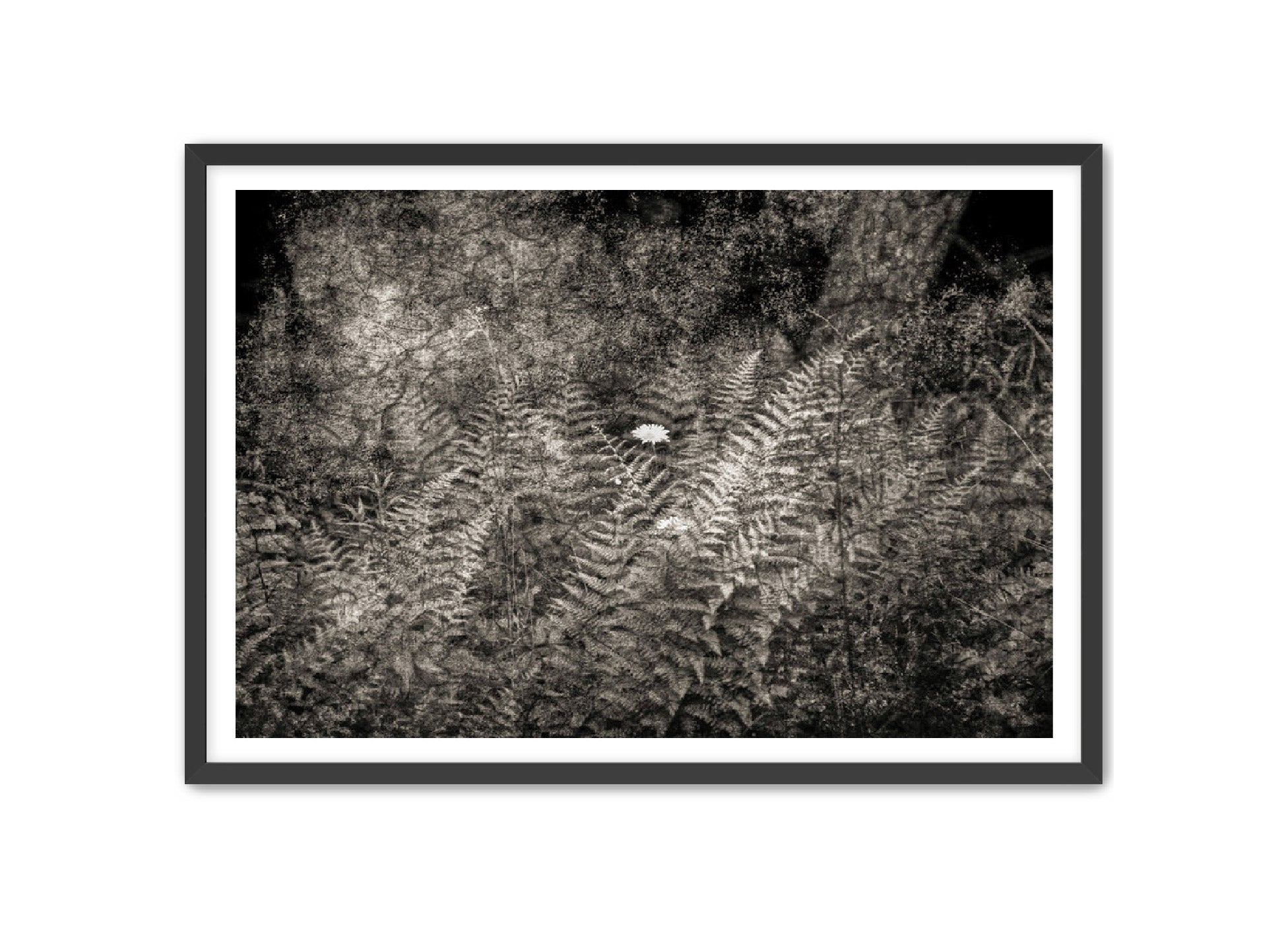 PhotoArt Prints 'FERNS' Danielle Neumann Kelly