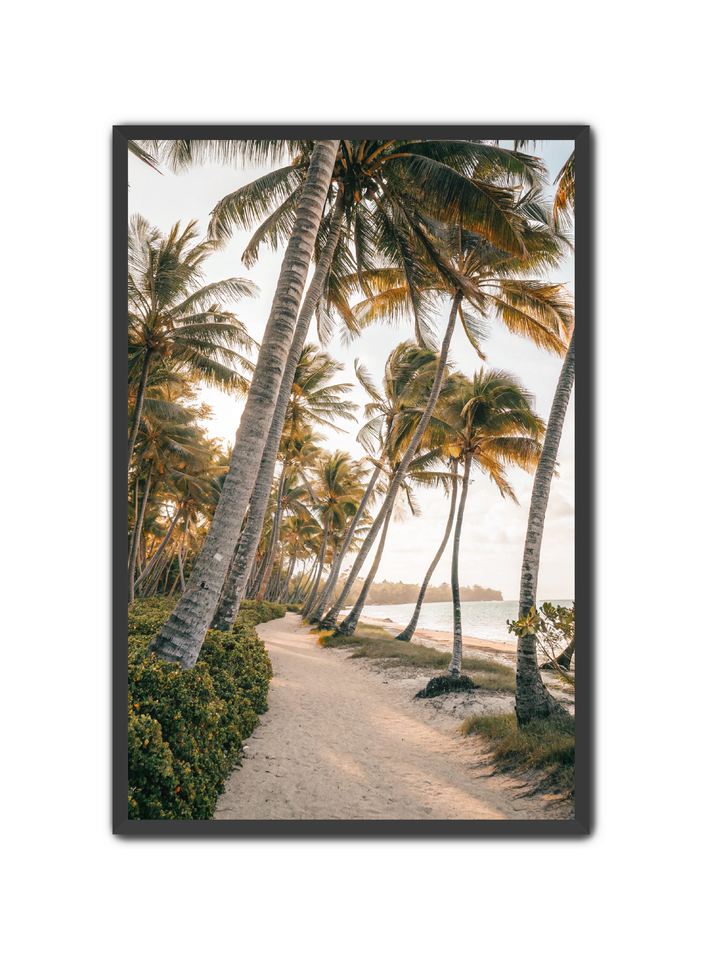 Apricus Prints Beaches 'Driftwood Dreams' Apricus Art Collection