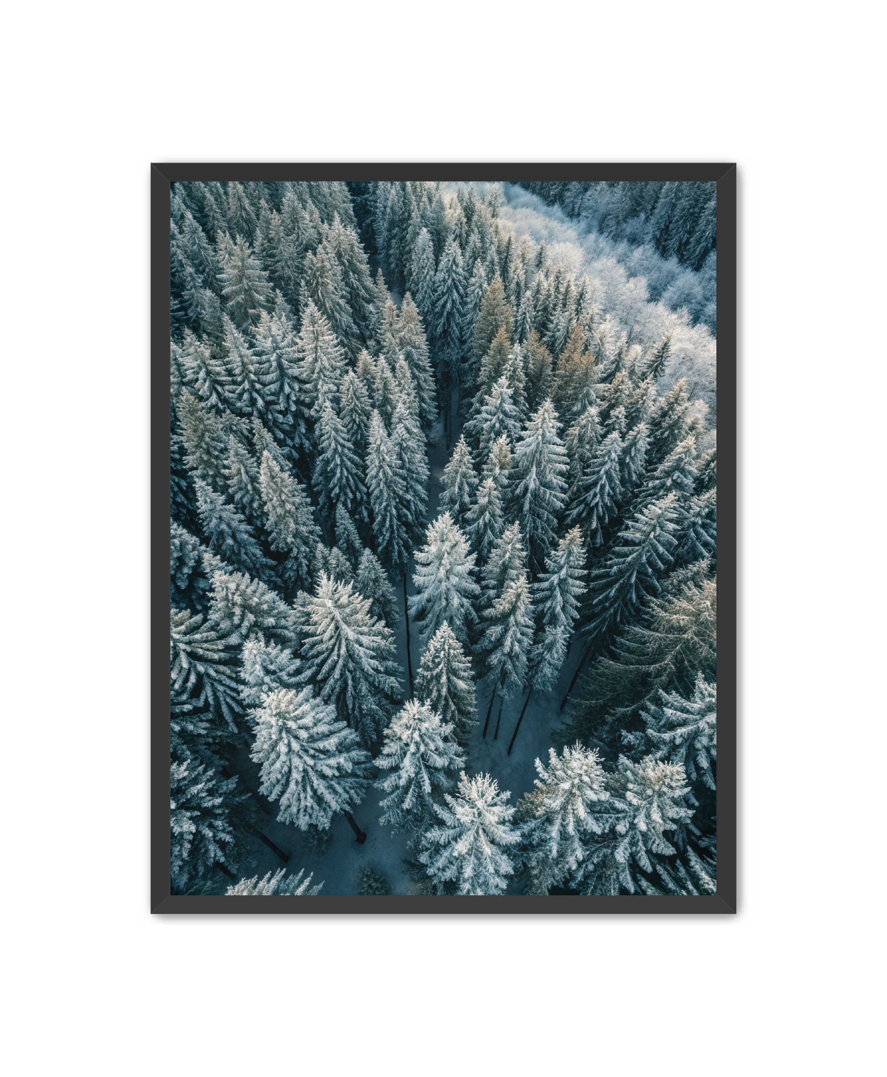 Apricus Prints Nature 'Winter Veins' Apricus Art Collection