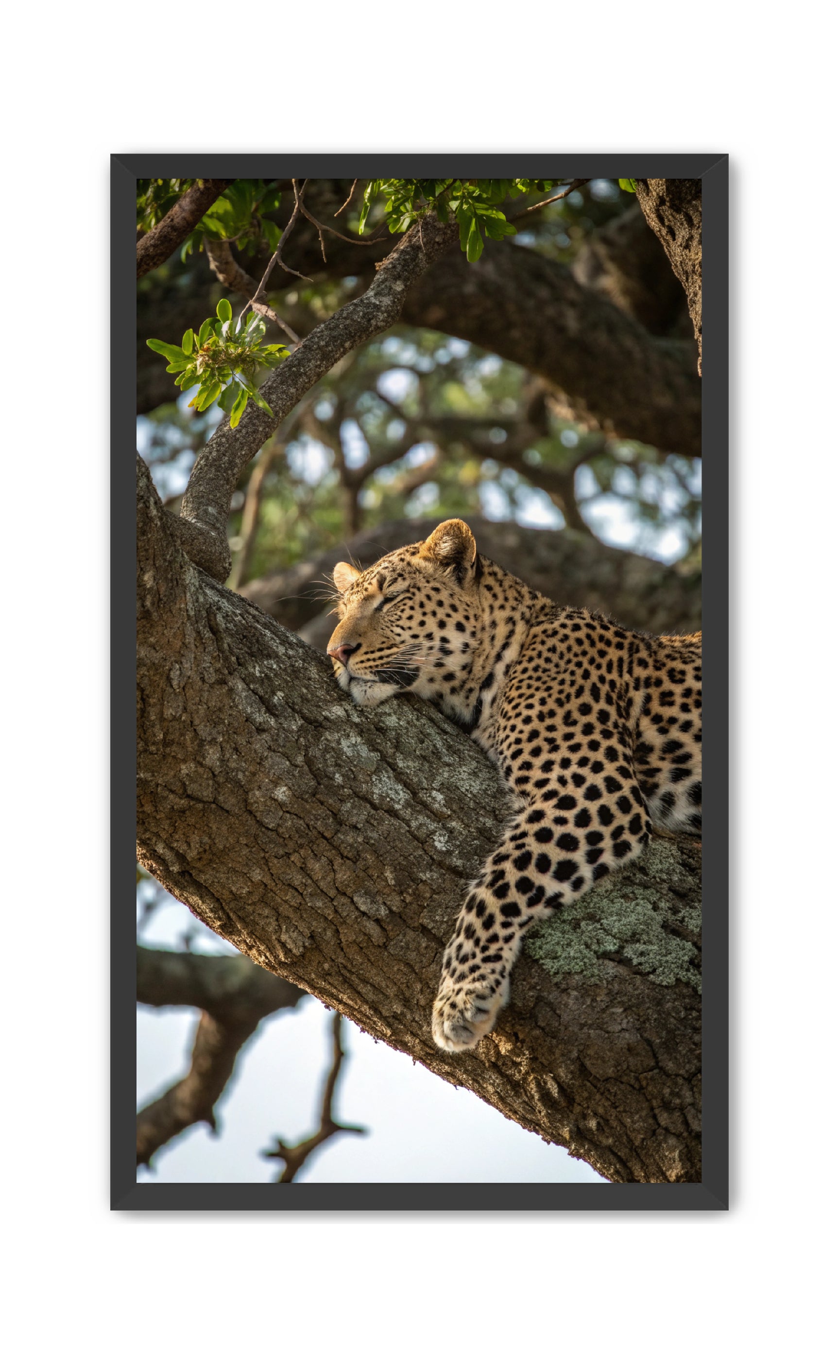 Apricus Prints 'Nap Time' Apricus Art Collection