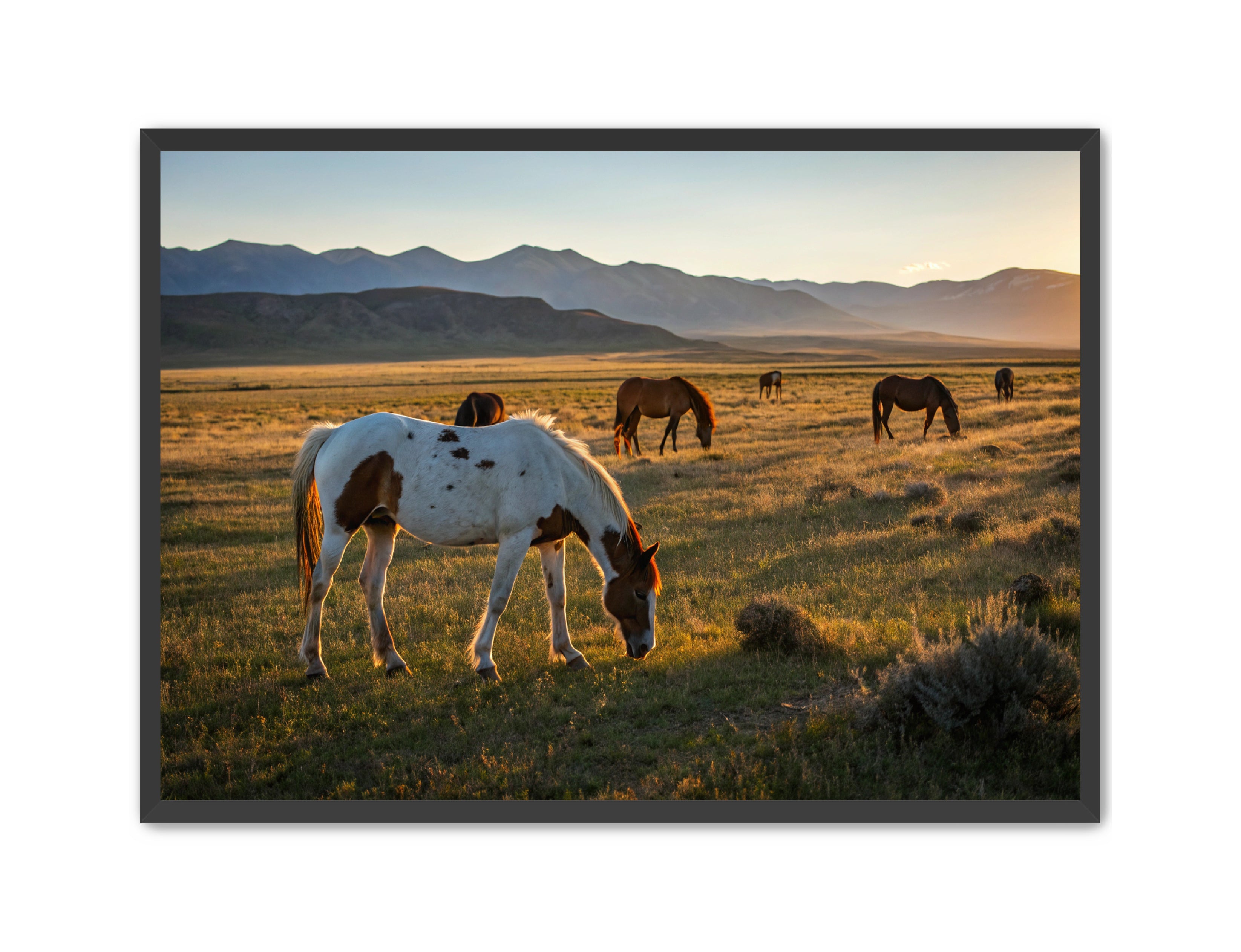 Apricus Prints Vaquero 'Evening Grazing' Apricus Art Collection